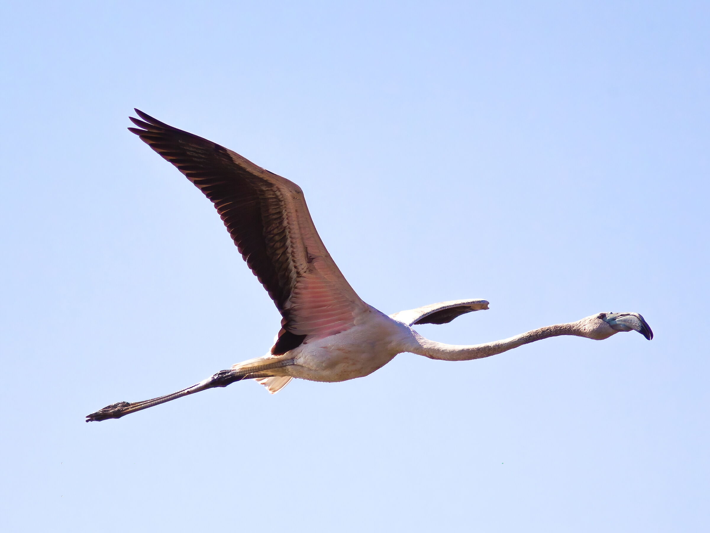 In solitary flight