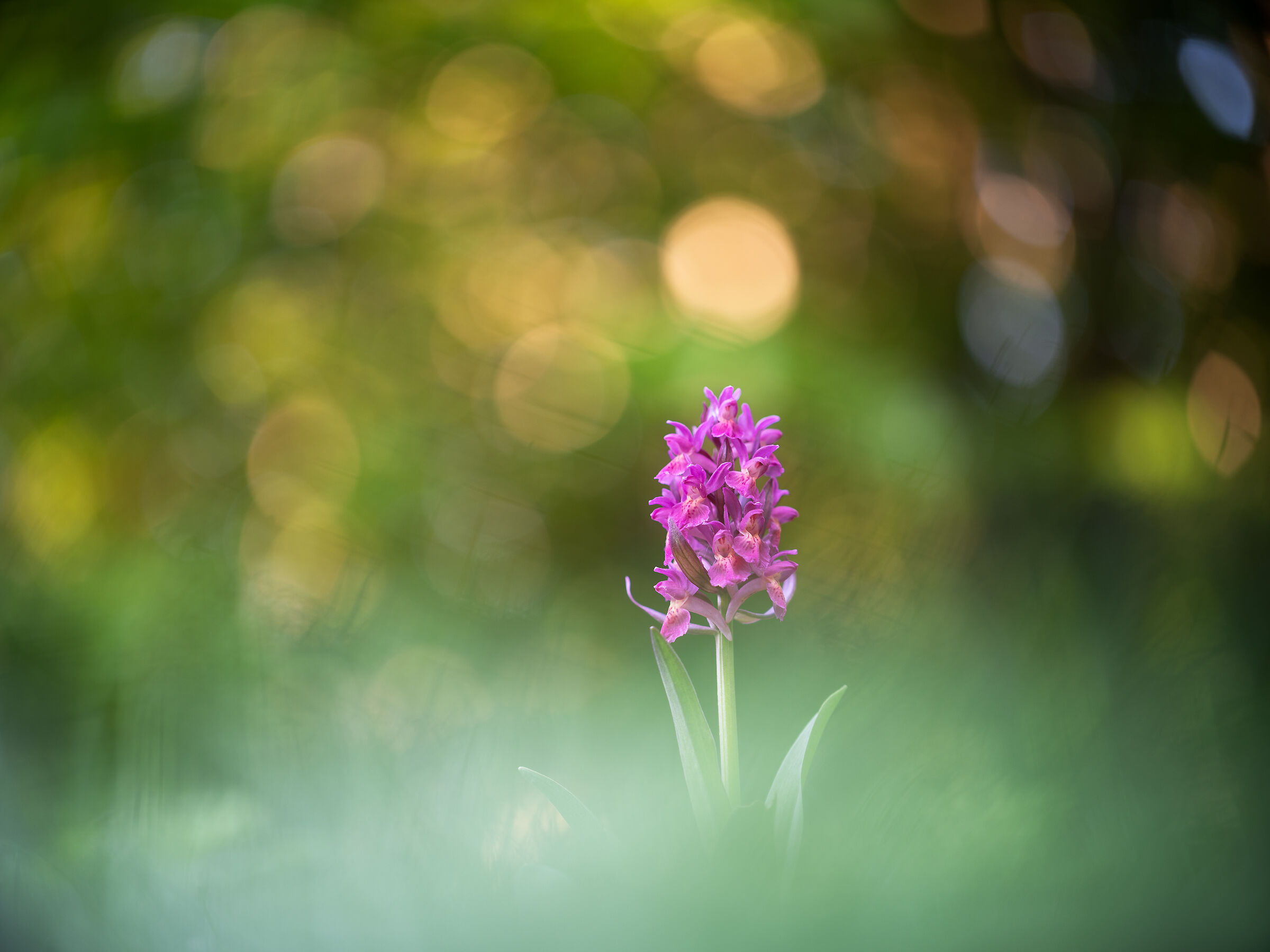 Dactylorhiza sambucina