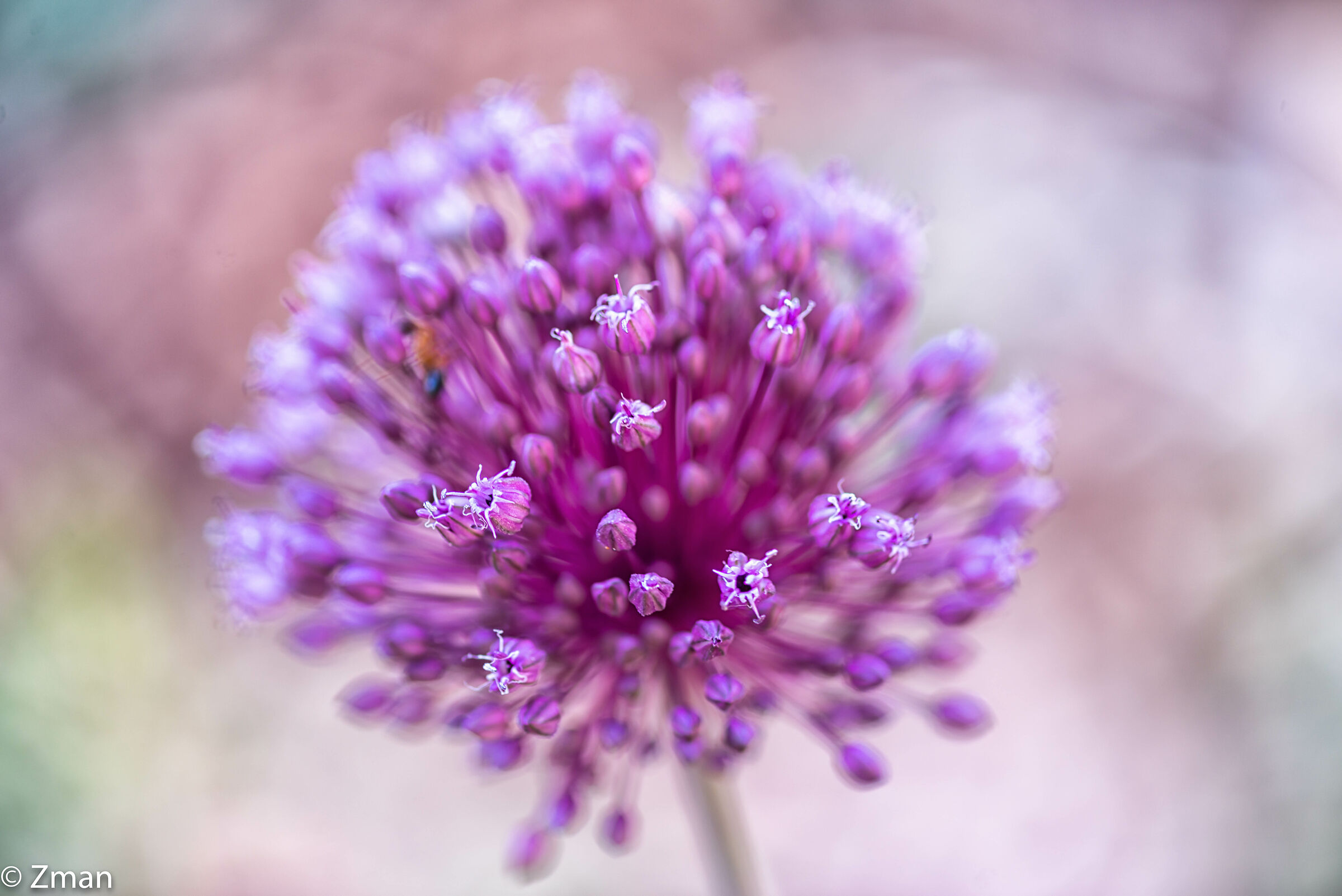 Porci selvatici di foglia larga