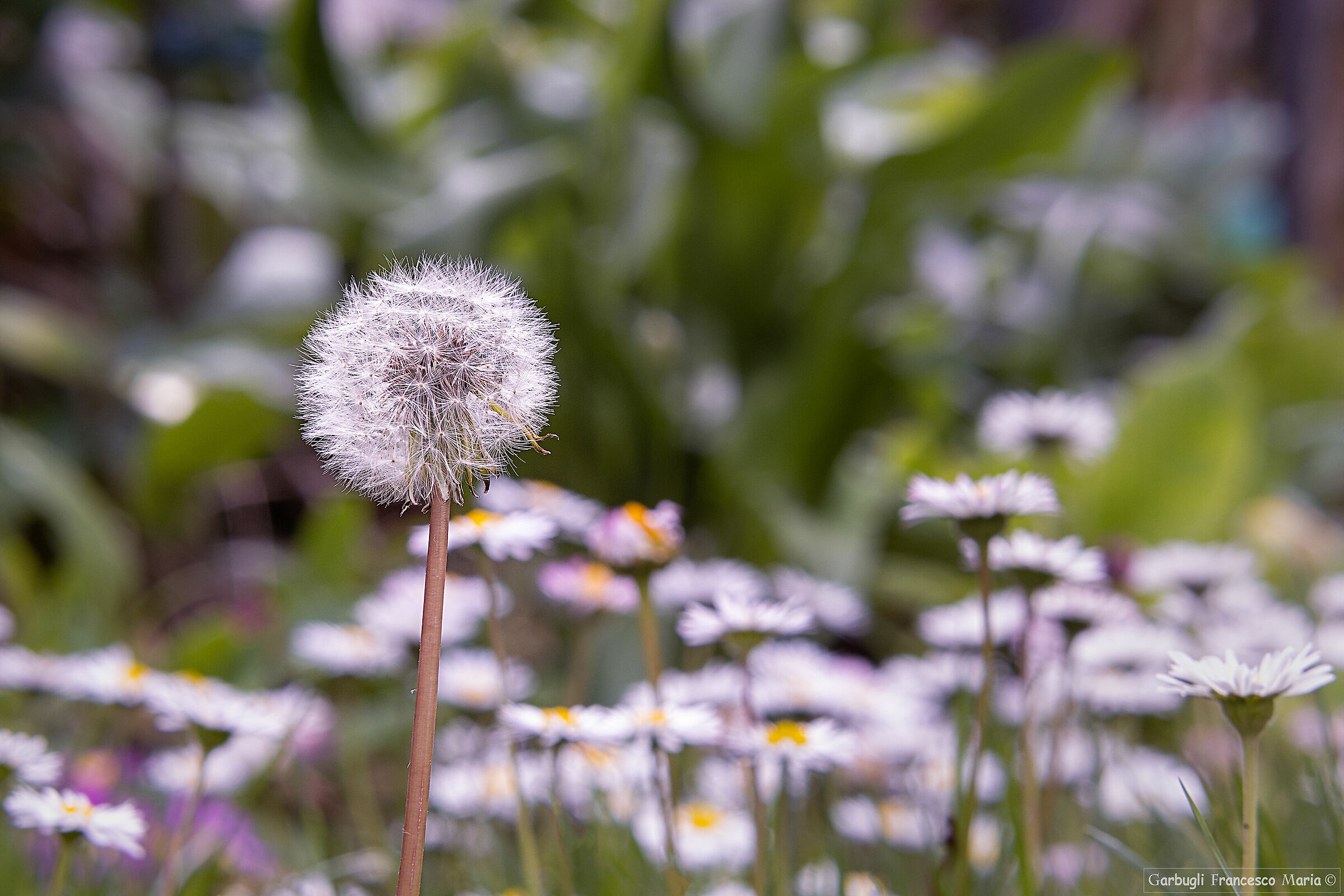 Nel mio giardino con un soffio se ne và....