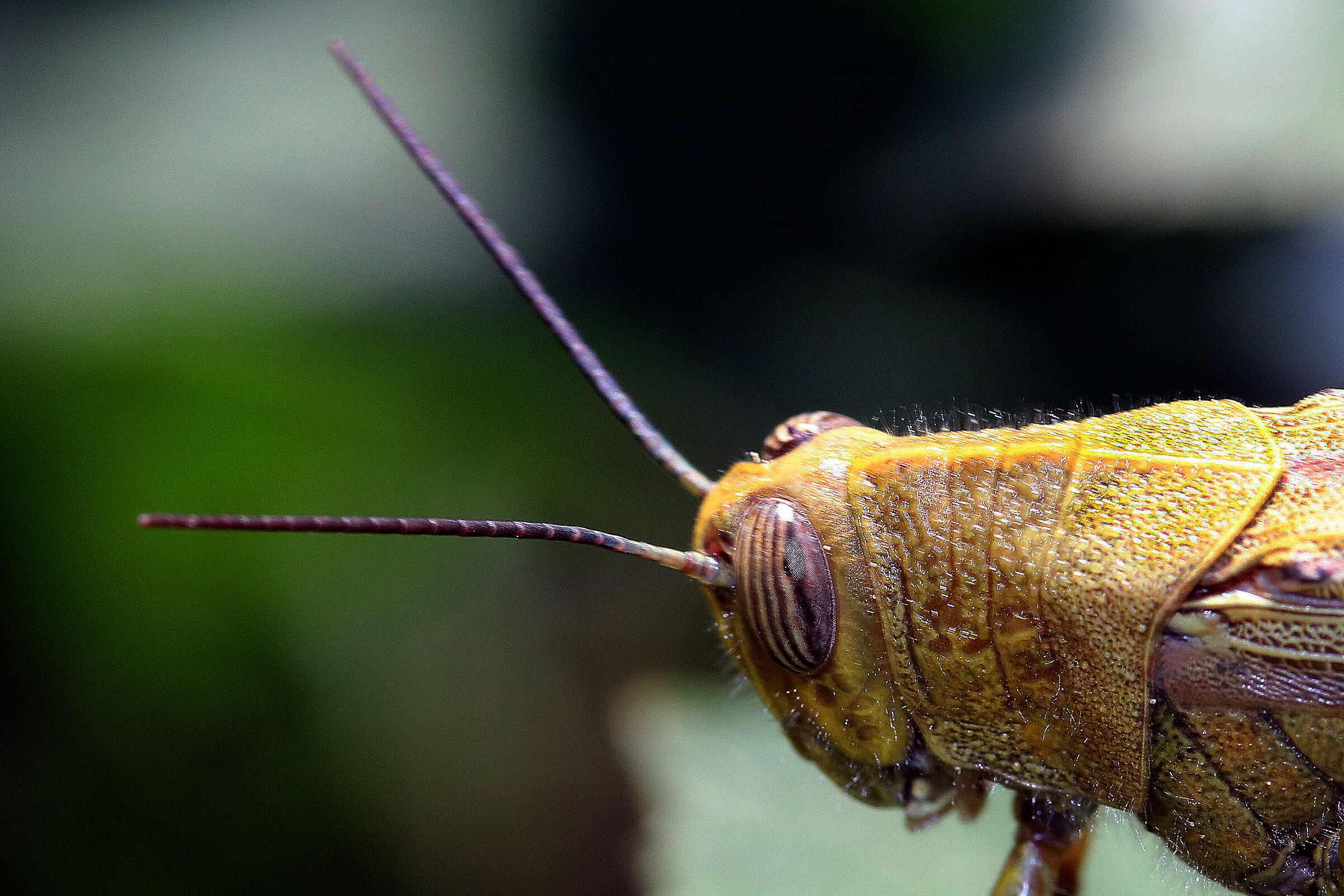 particolare cavalletta