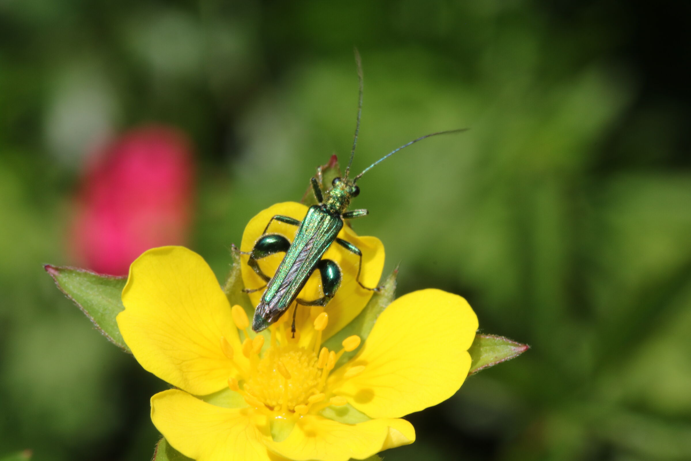 Insetto su caltha palustris