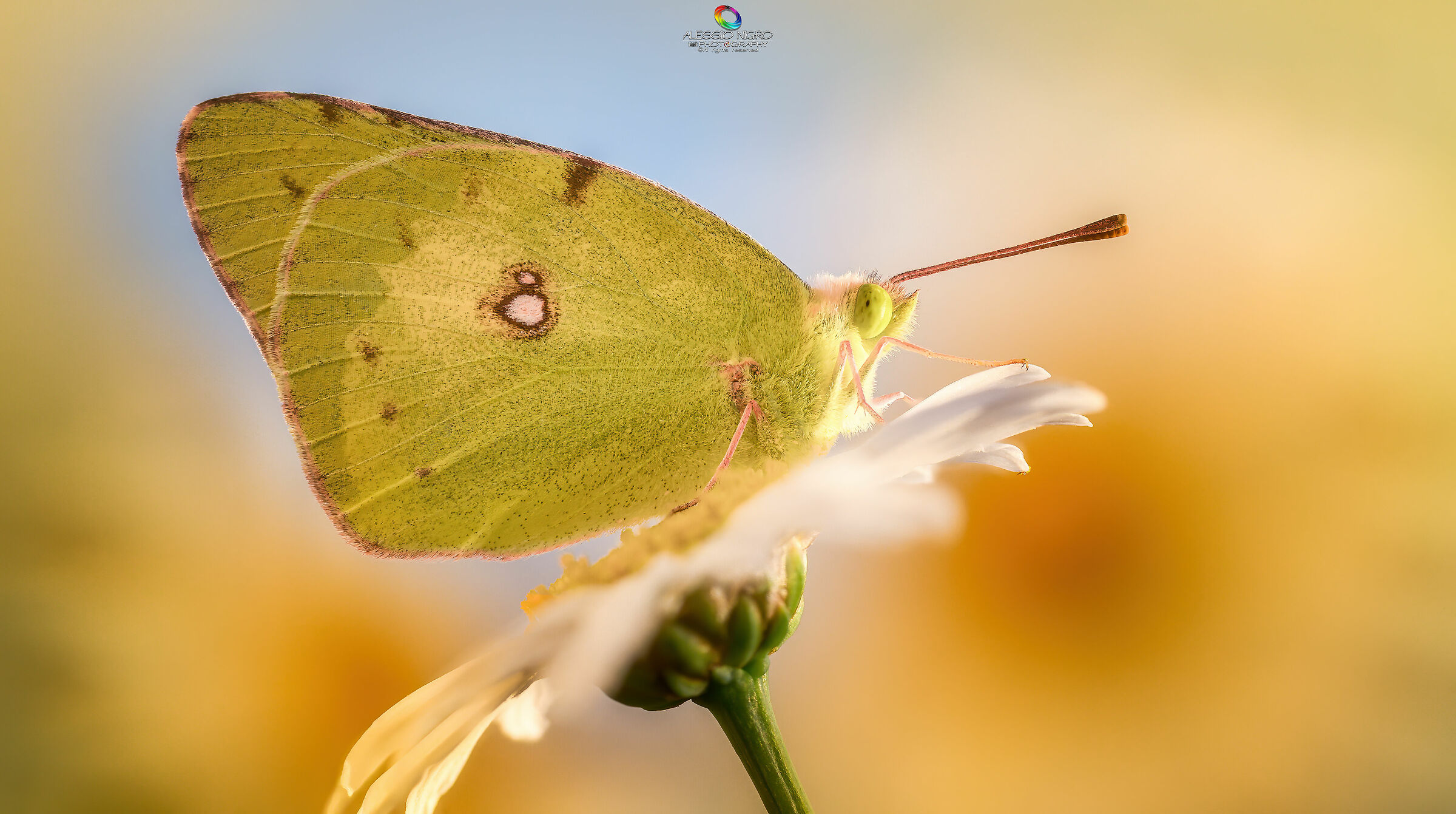 The Butterfly & the Daisies...