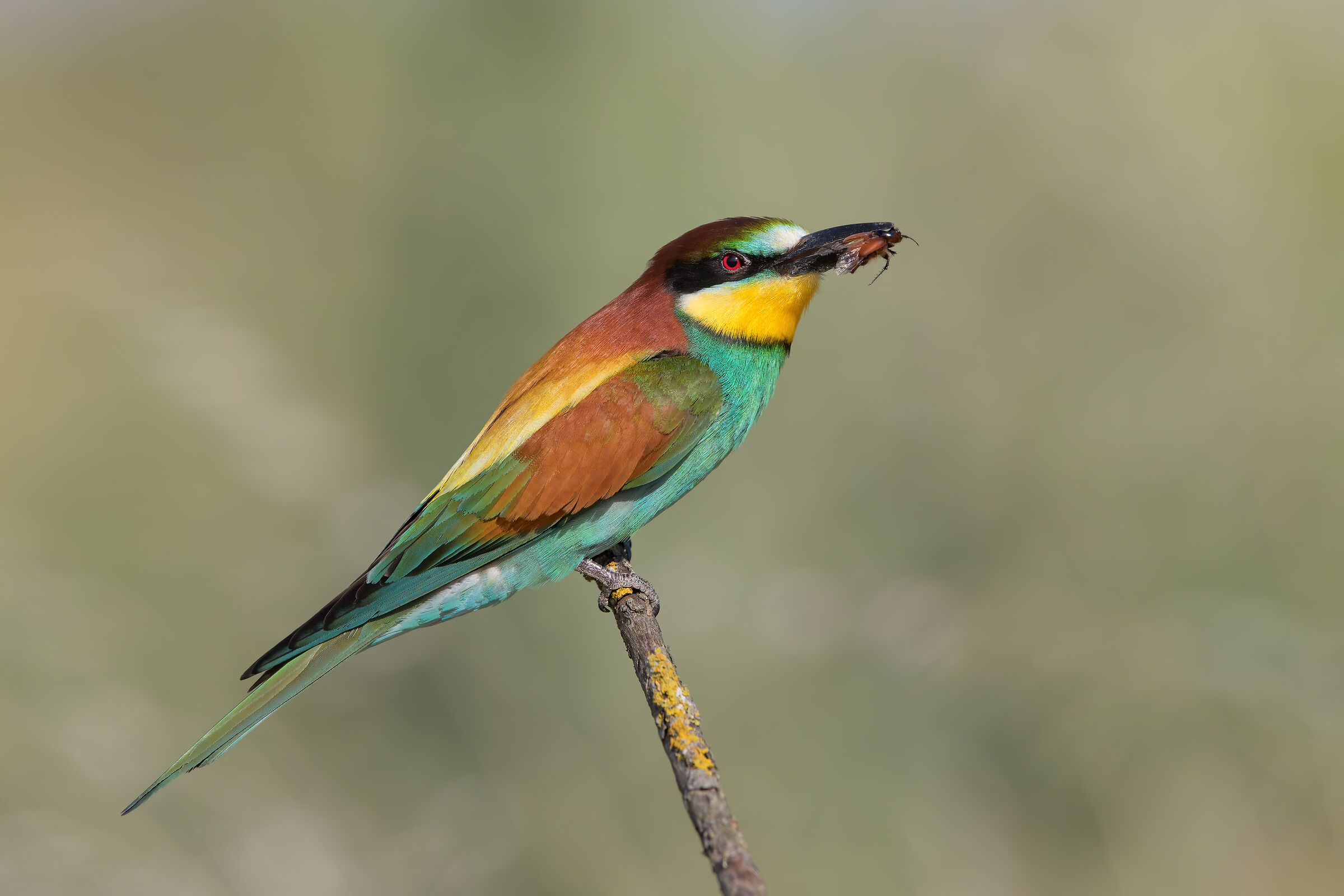 Bee-eater