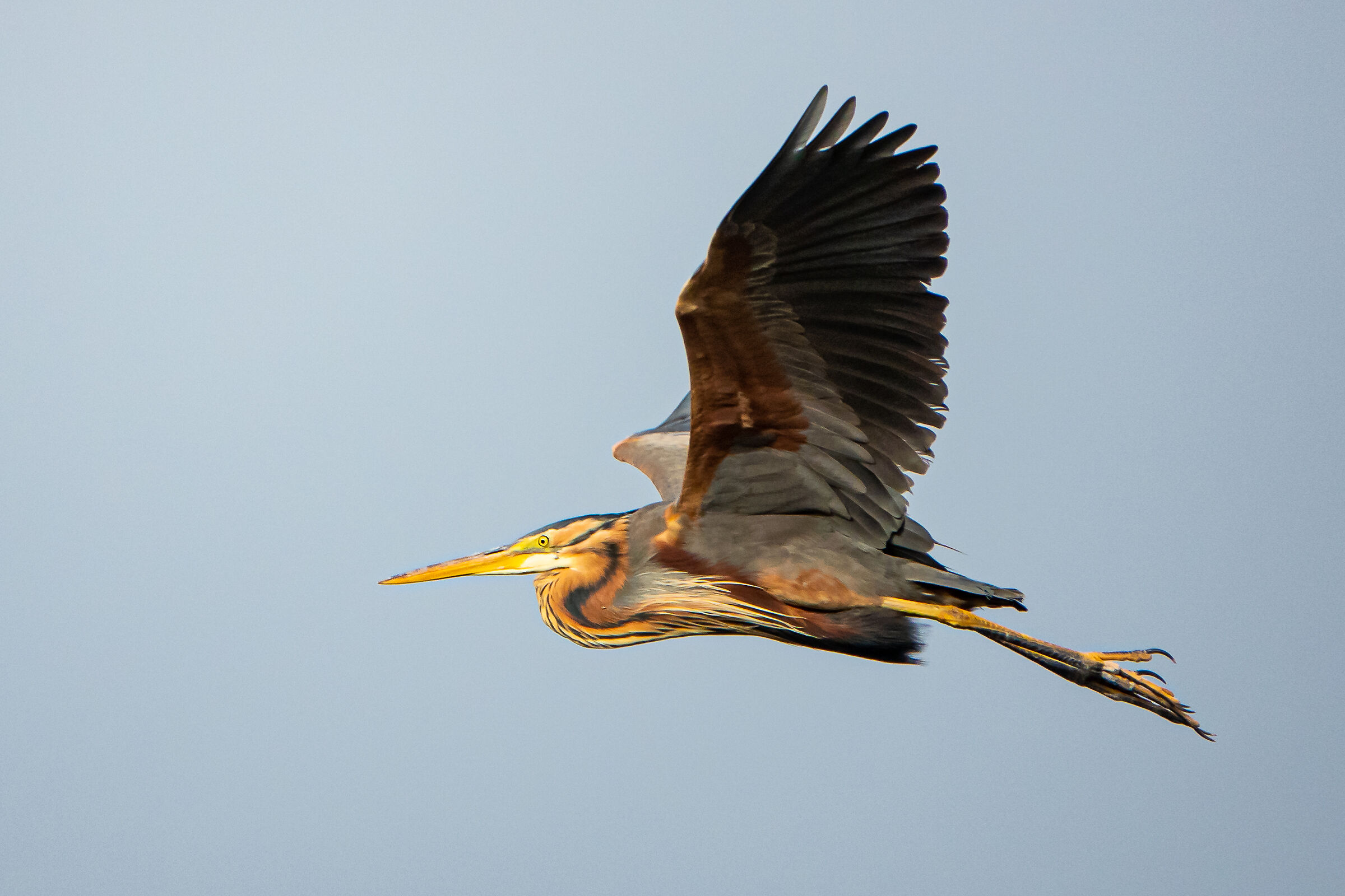 Red Heron