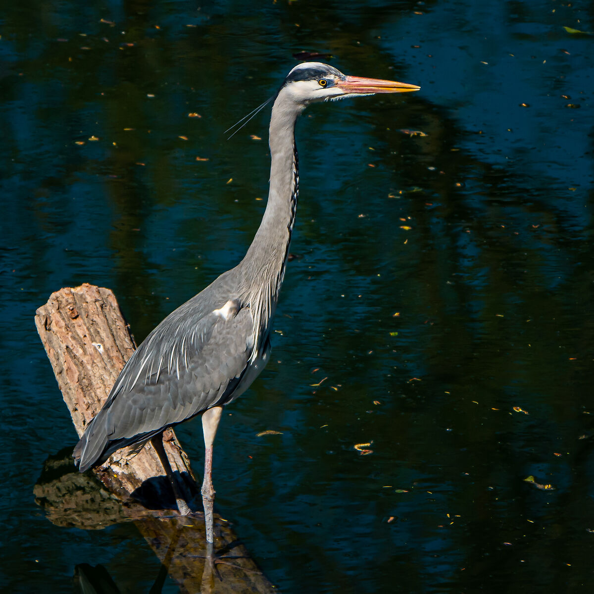 Ash heron