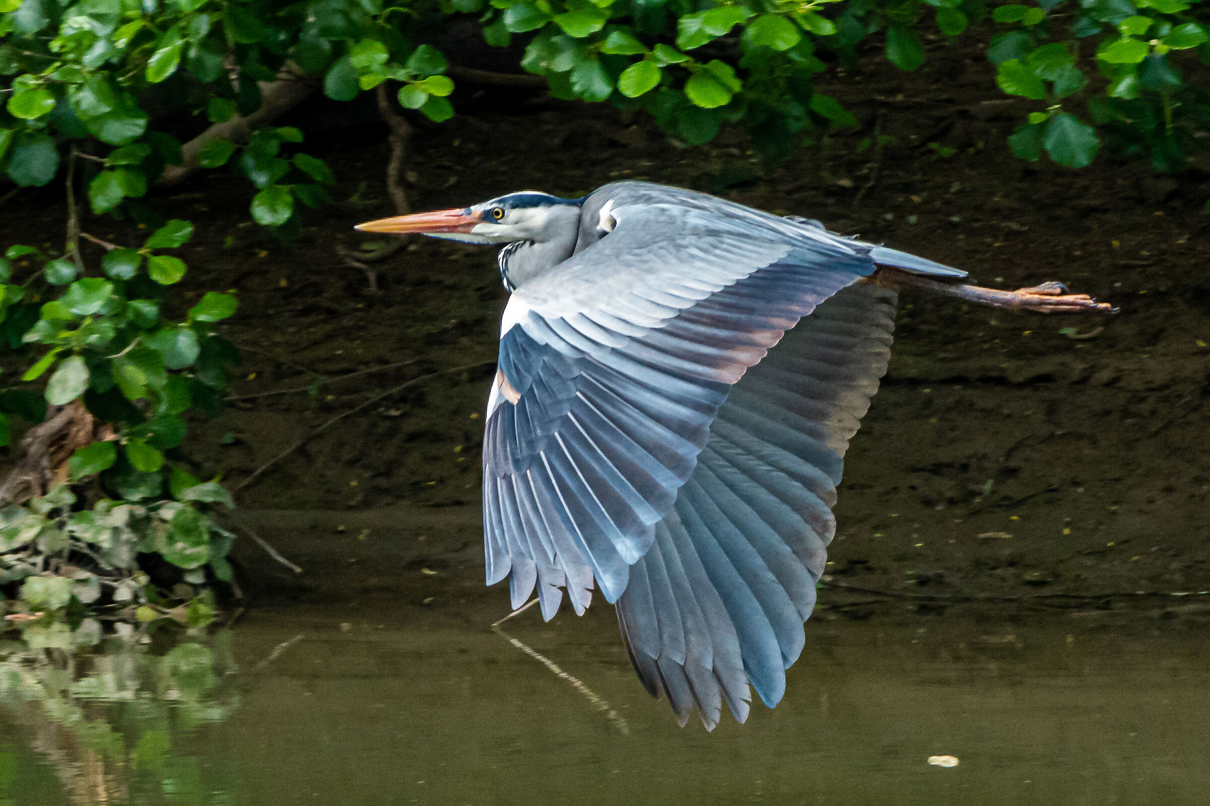 Ash heron