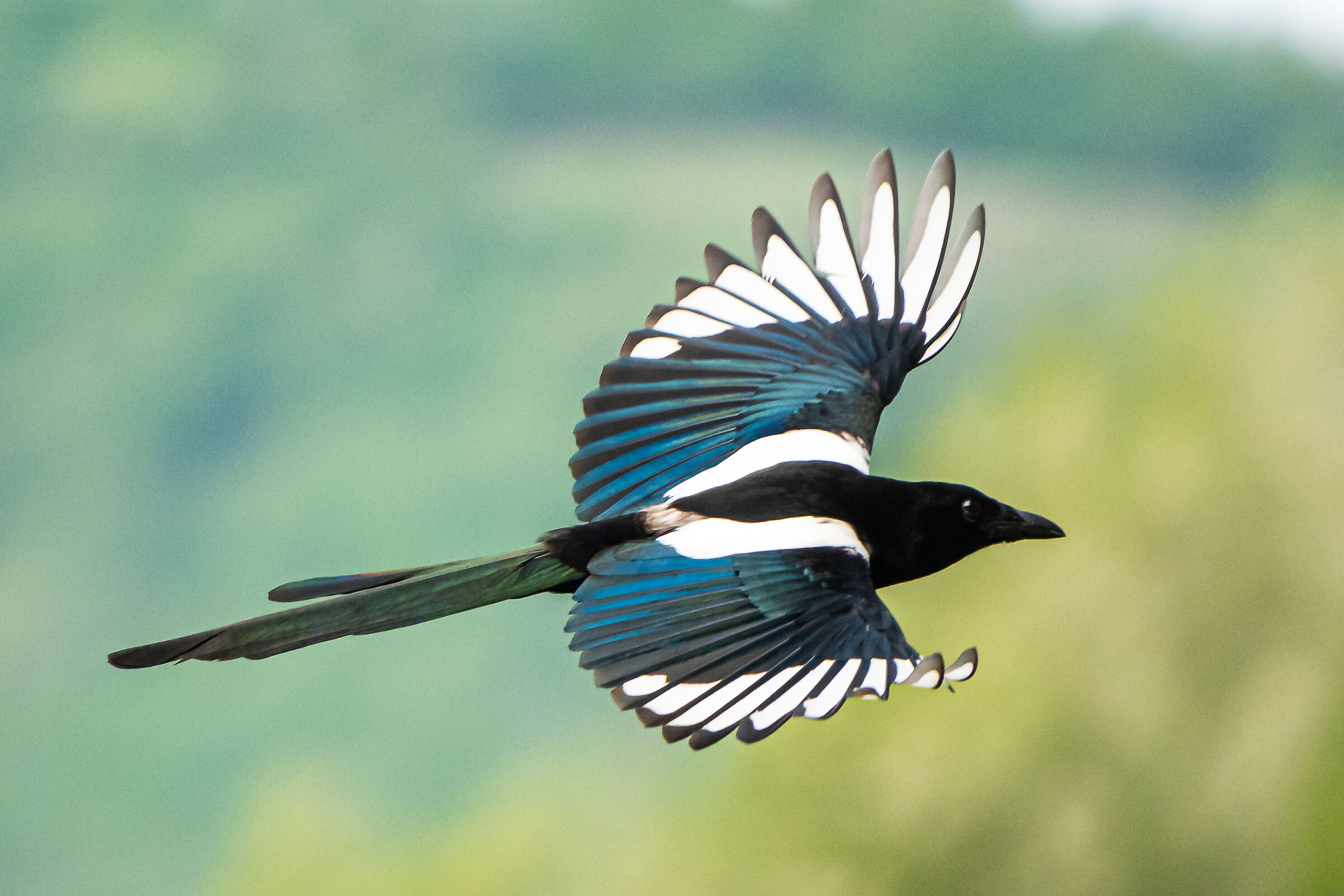 Magpie