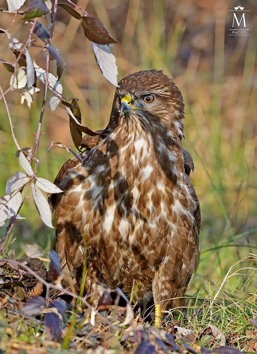 Tentativo di Mimetizzarsi