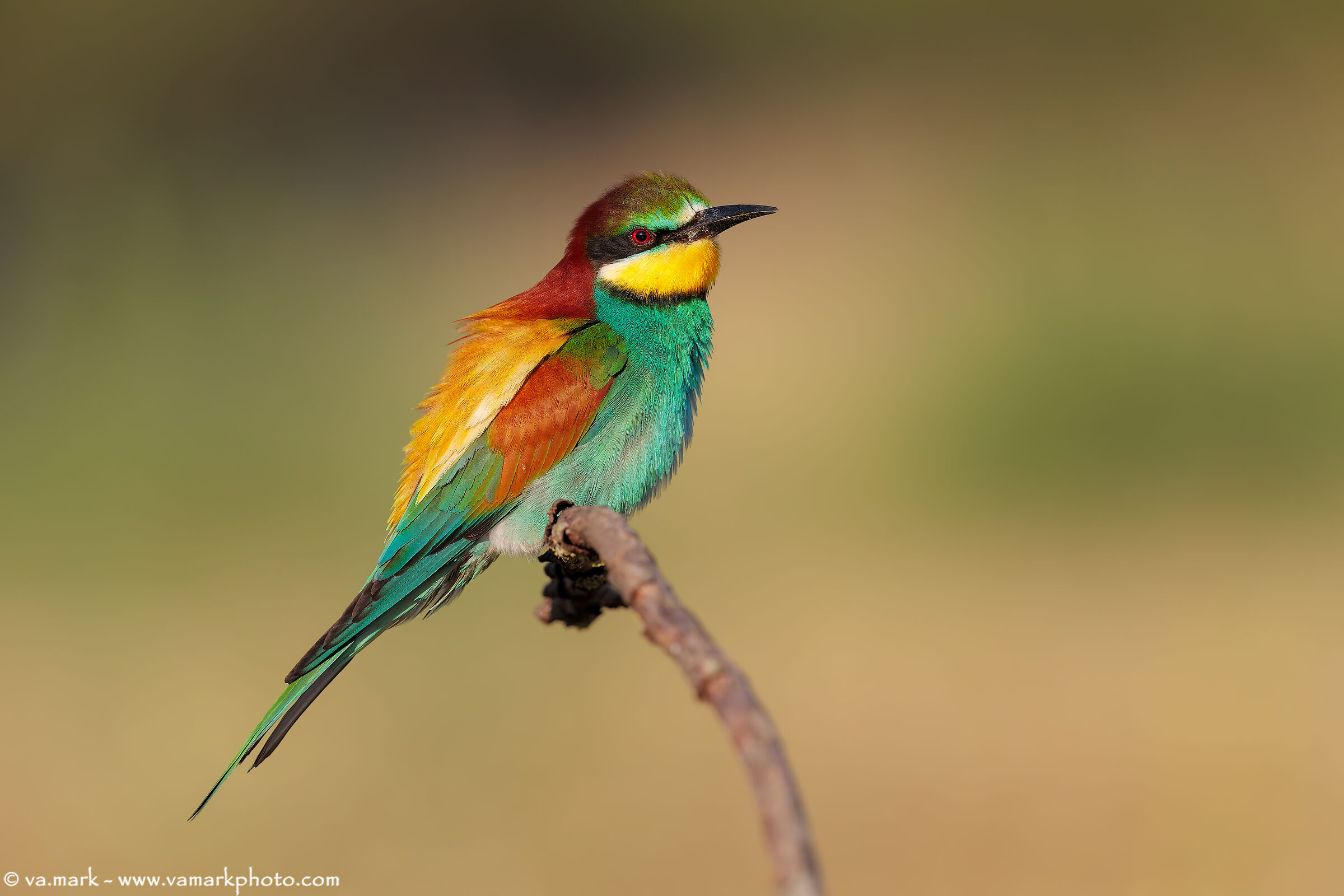 Grumpy, at sunset...