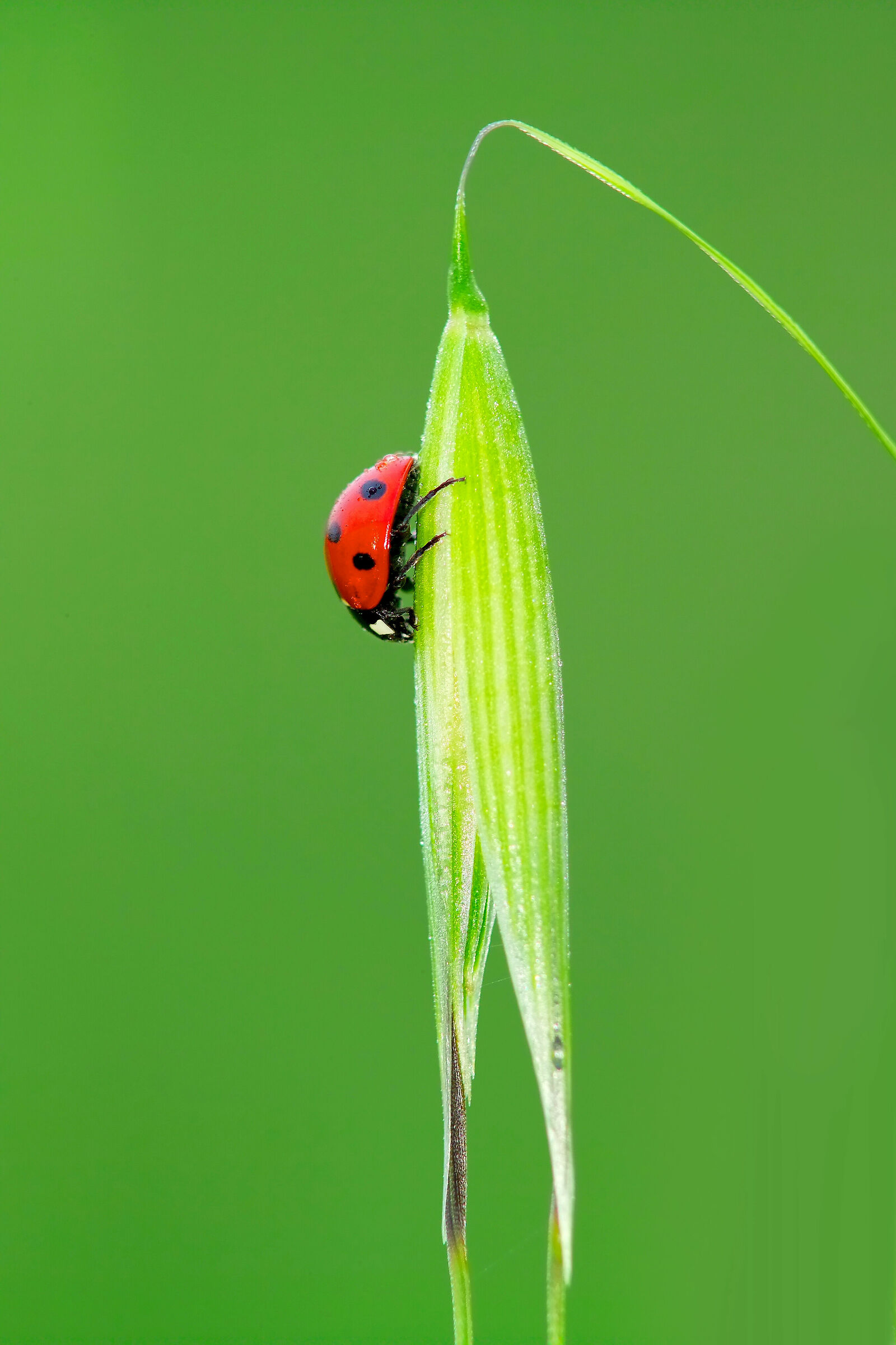 coccinella