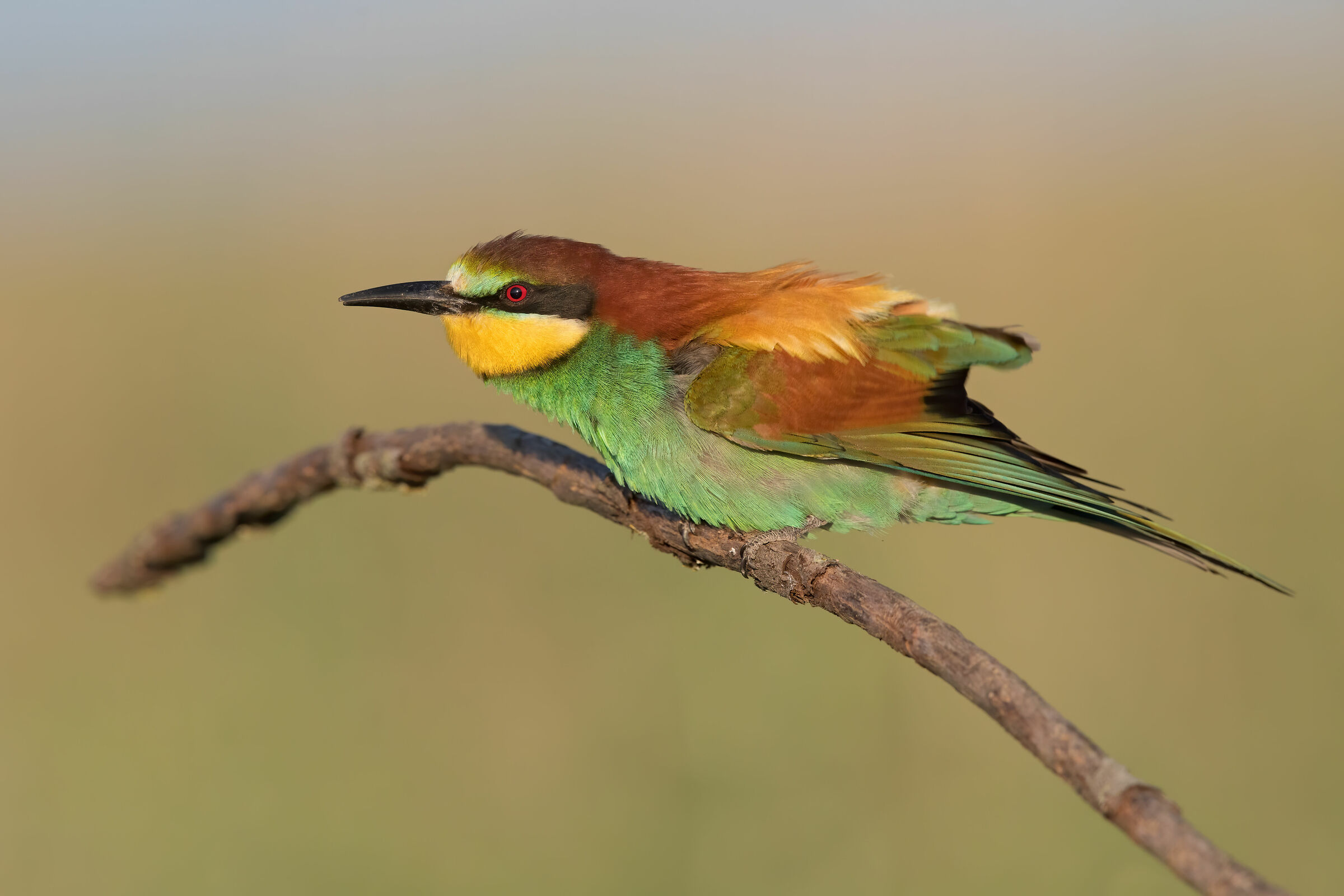 Full resolution grump