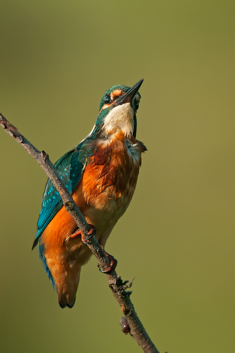 asciugandosi all'ultimo sole