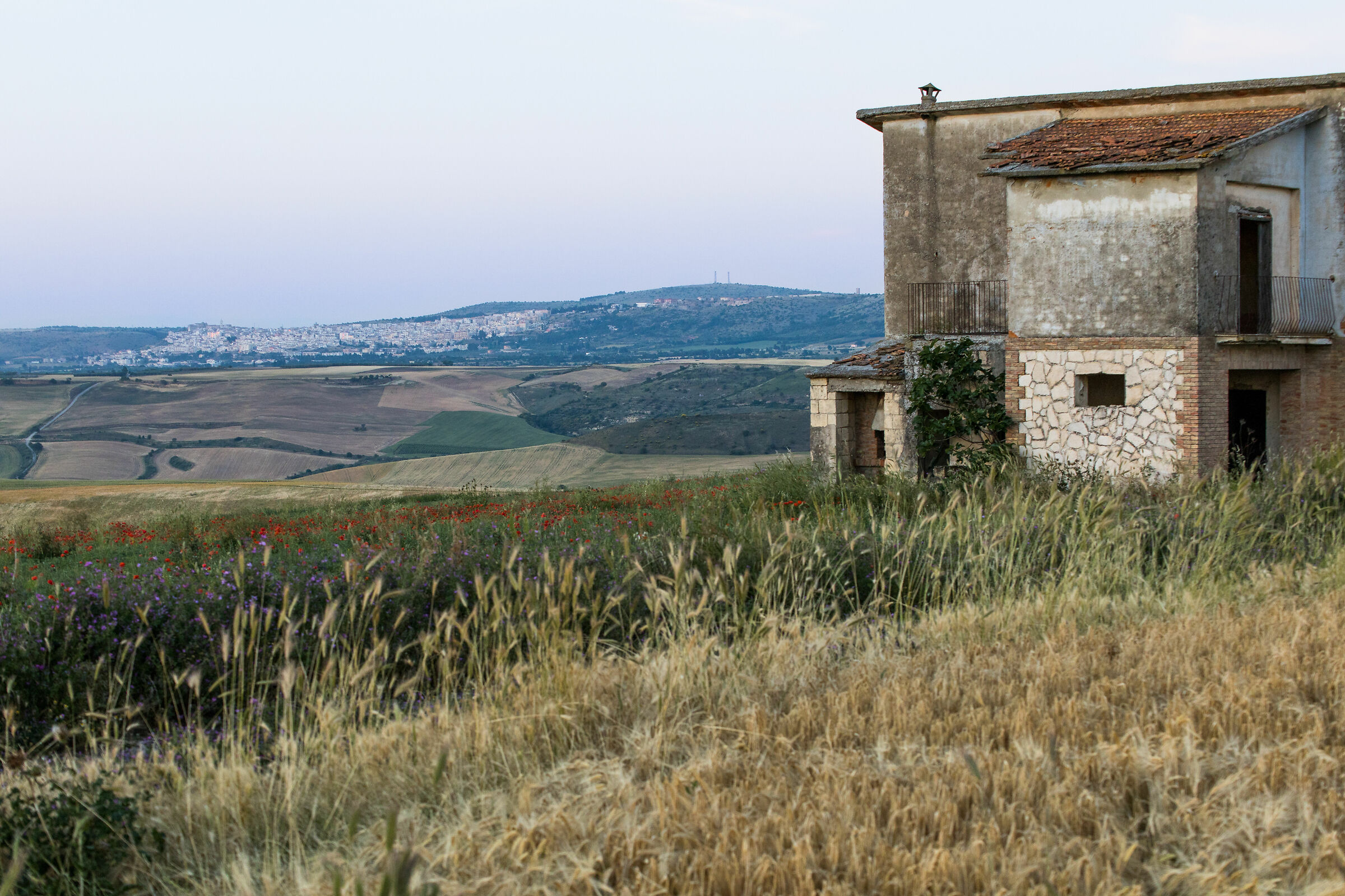 Minervino