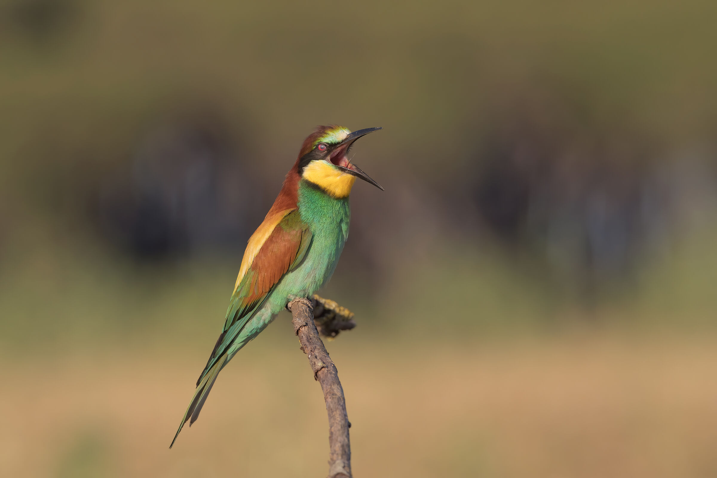 Bee-eater