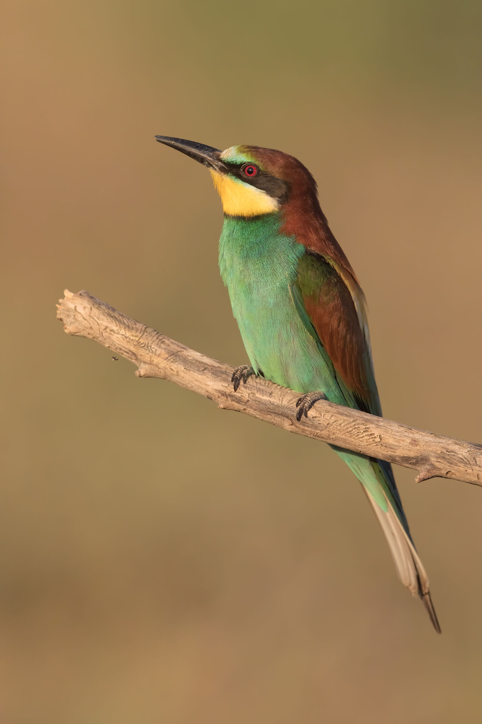 Bee-eater