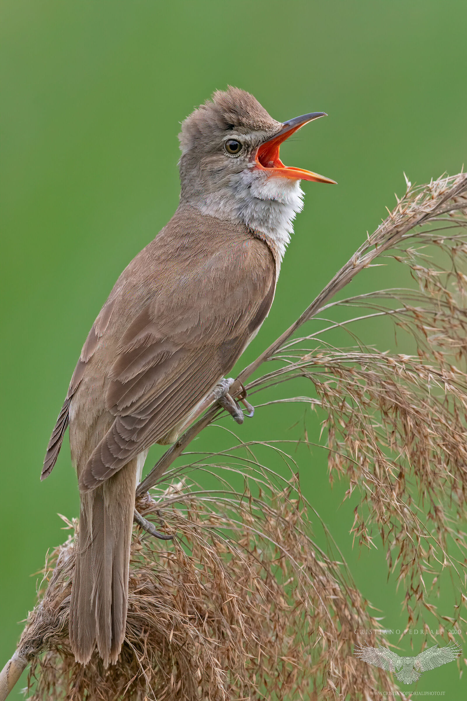 Cannareccione in canto..