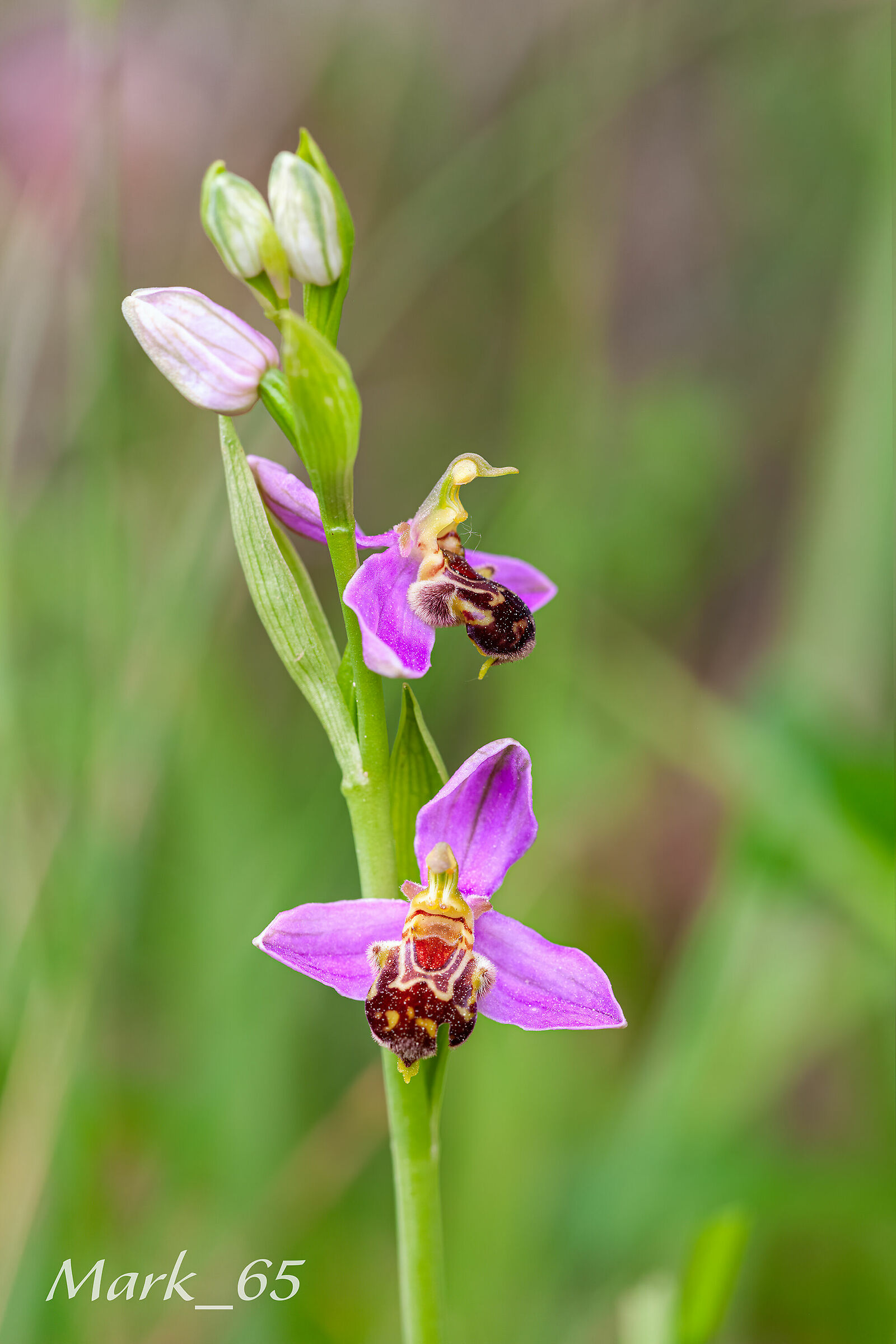 ophrys apifera