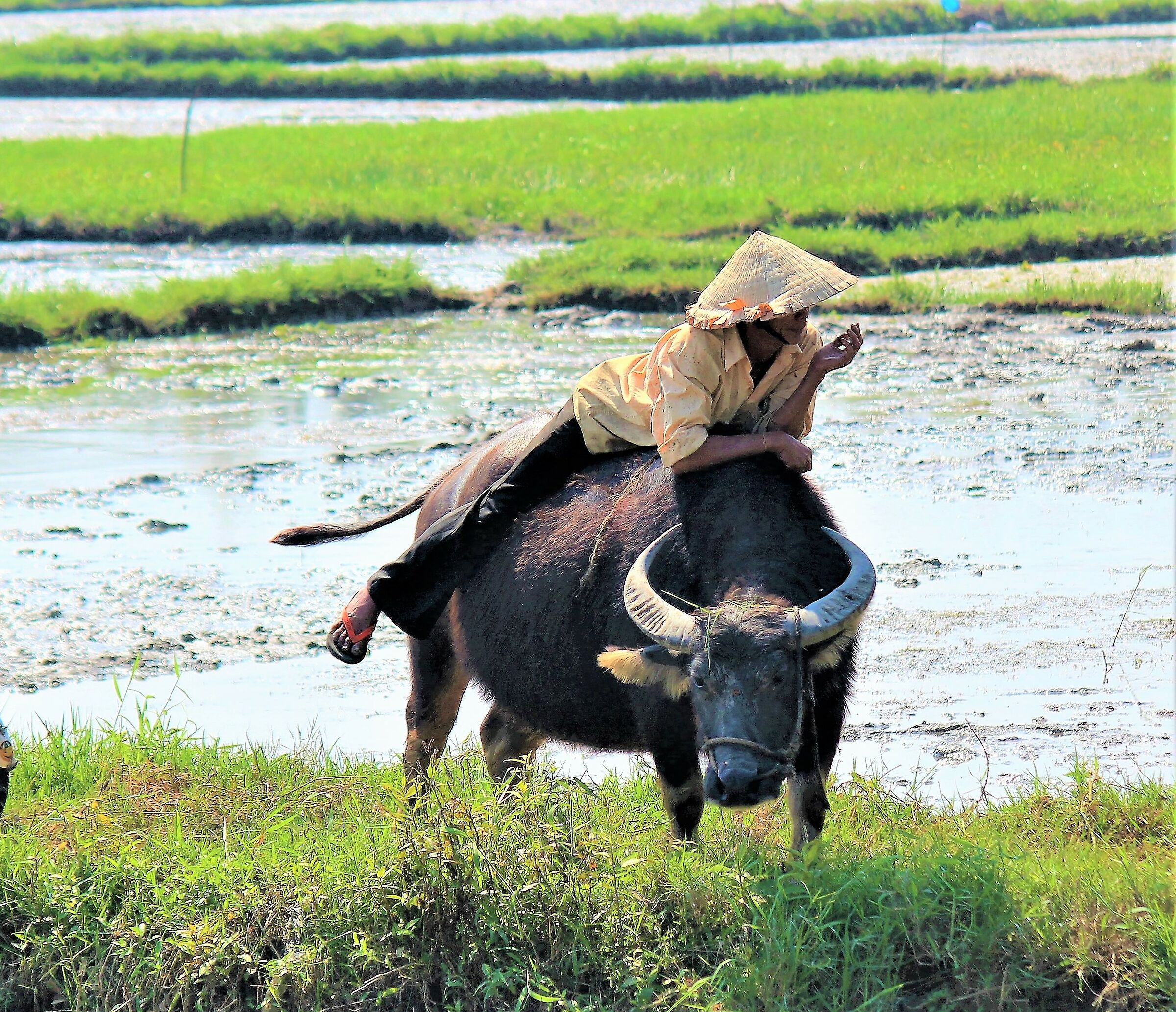 morning has gold in its mouth