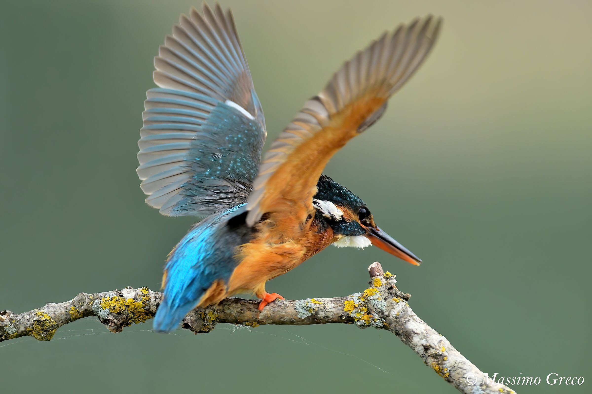 Martin Fisherman - The Dead