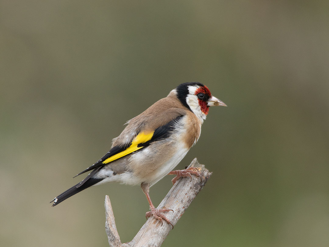 chardonneret élégant