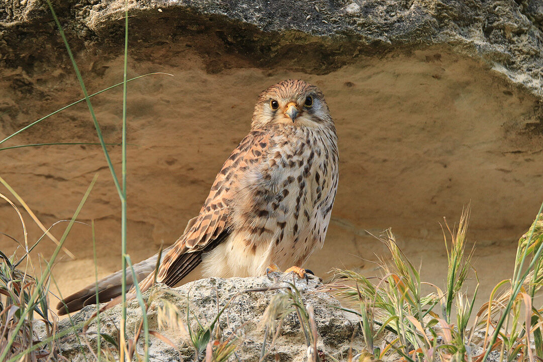 Faucon crécerelle femelle