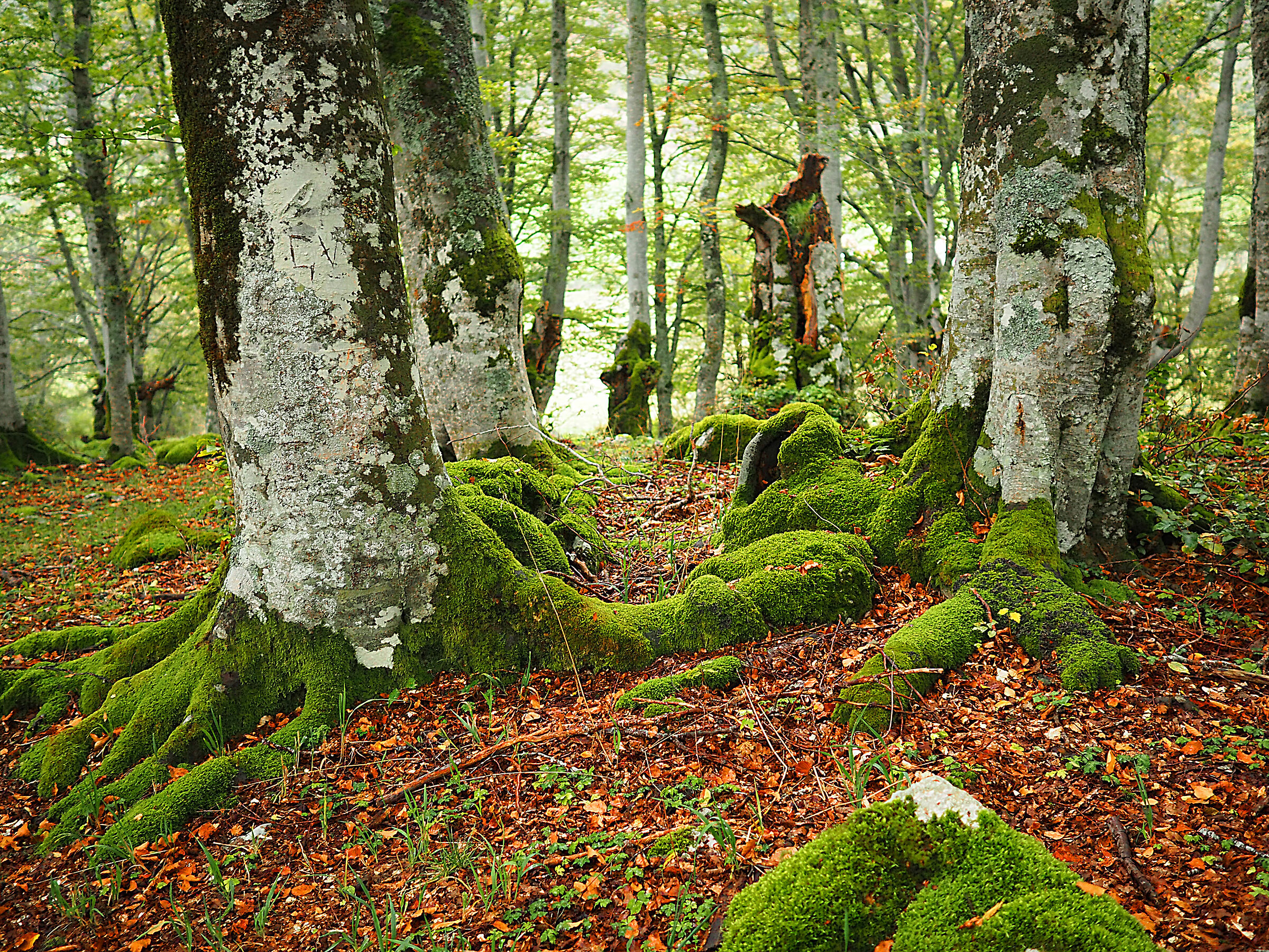 the forest of the abruzzo park defense