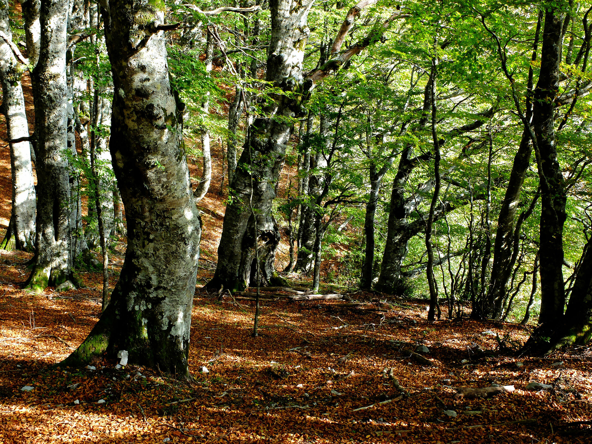 faggeta parco del pollino