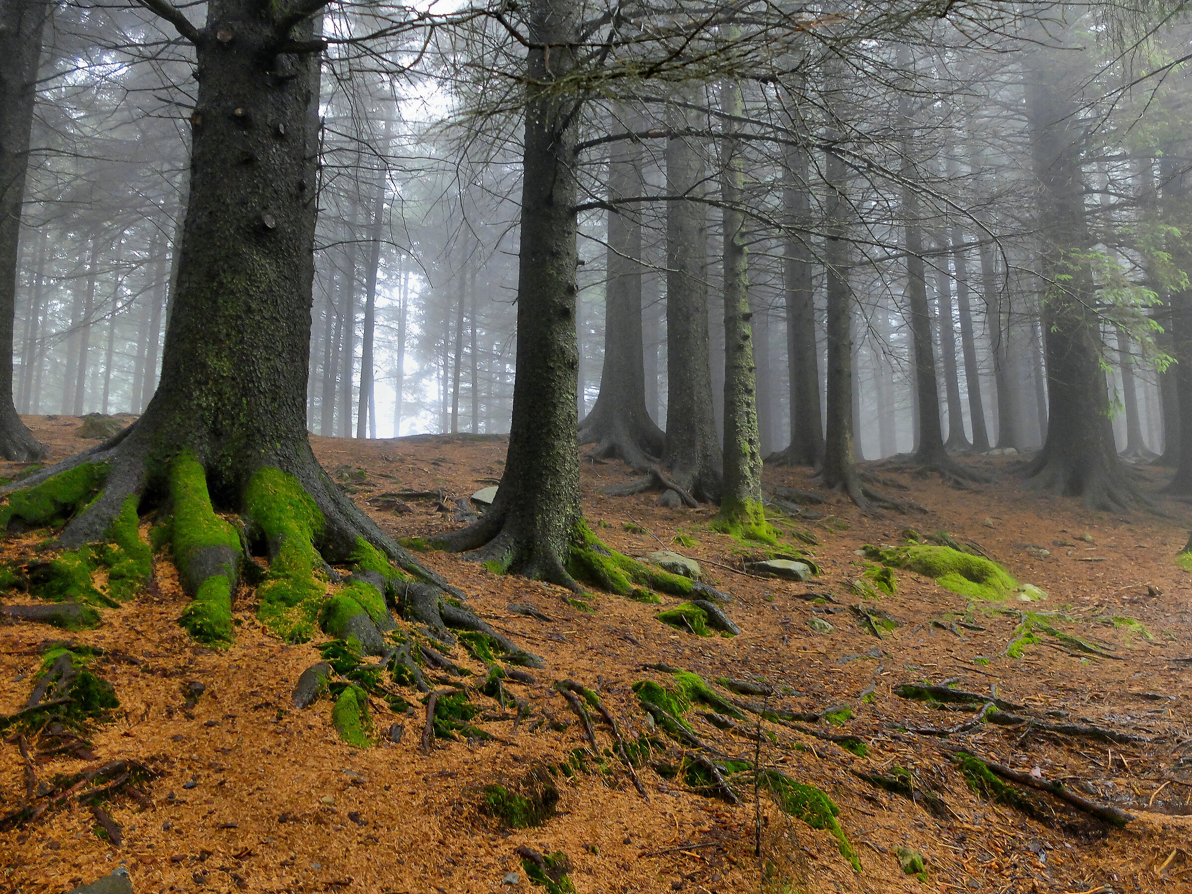foresta di floyen norvegia