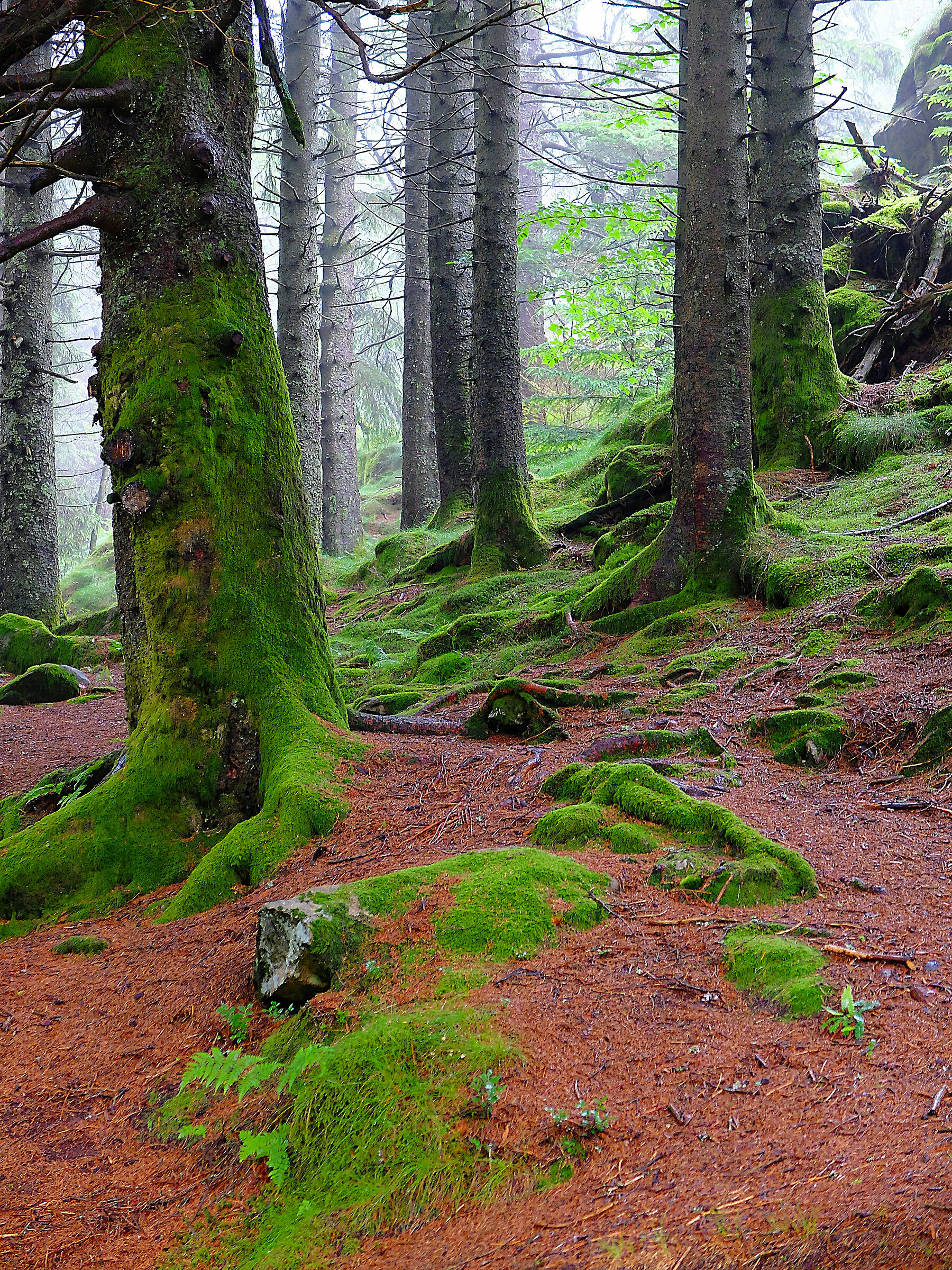 foresta di floyen norvegia