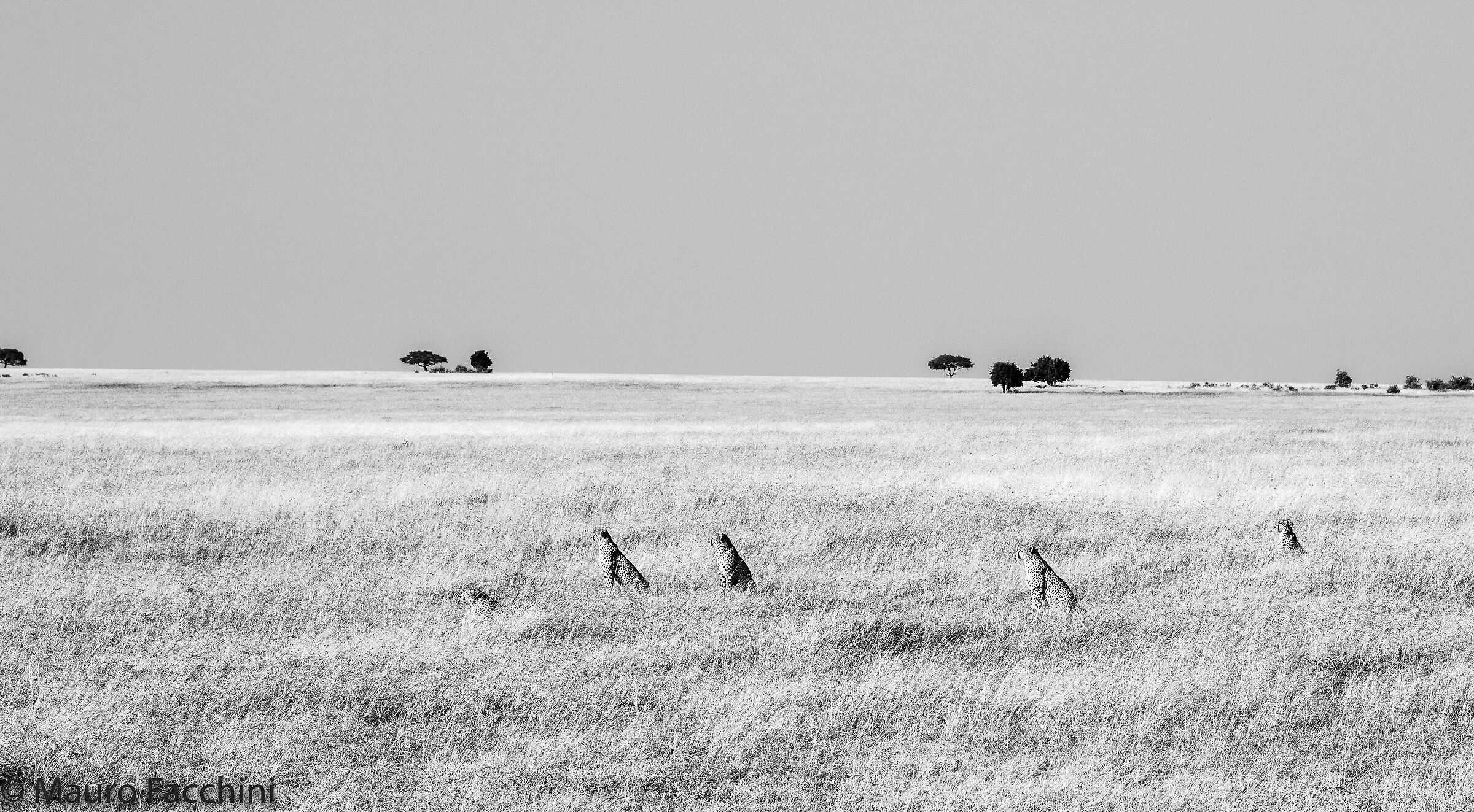 Gruppo di cheetahs al Mara