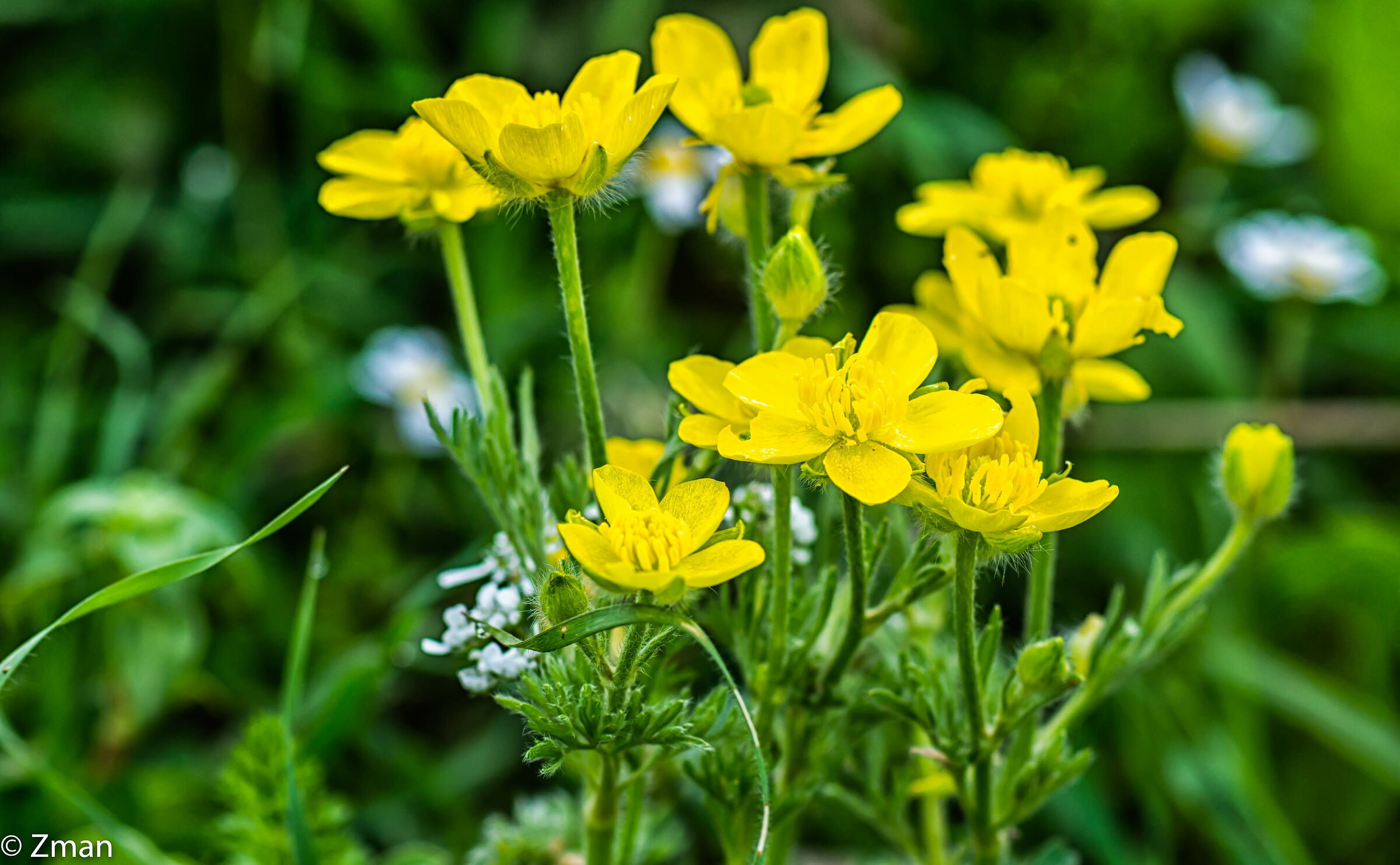 Capelli Buttercups Fiori