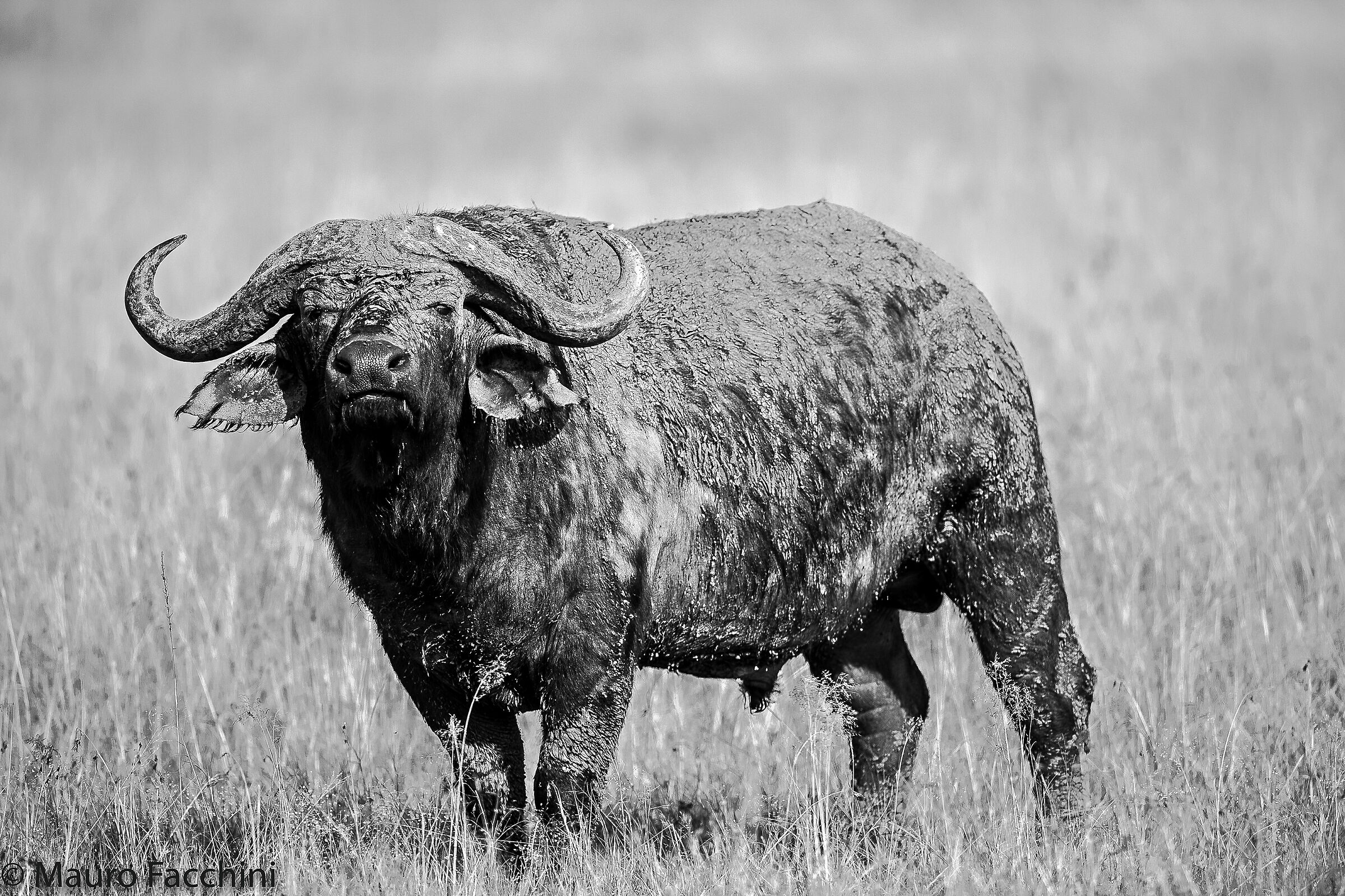 Maschio solitario