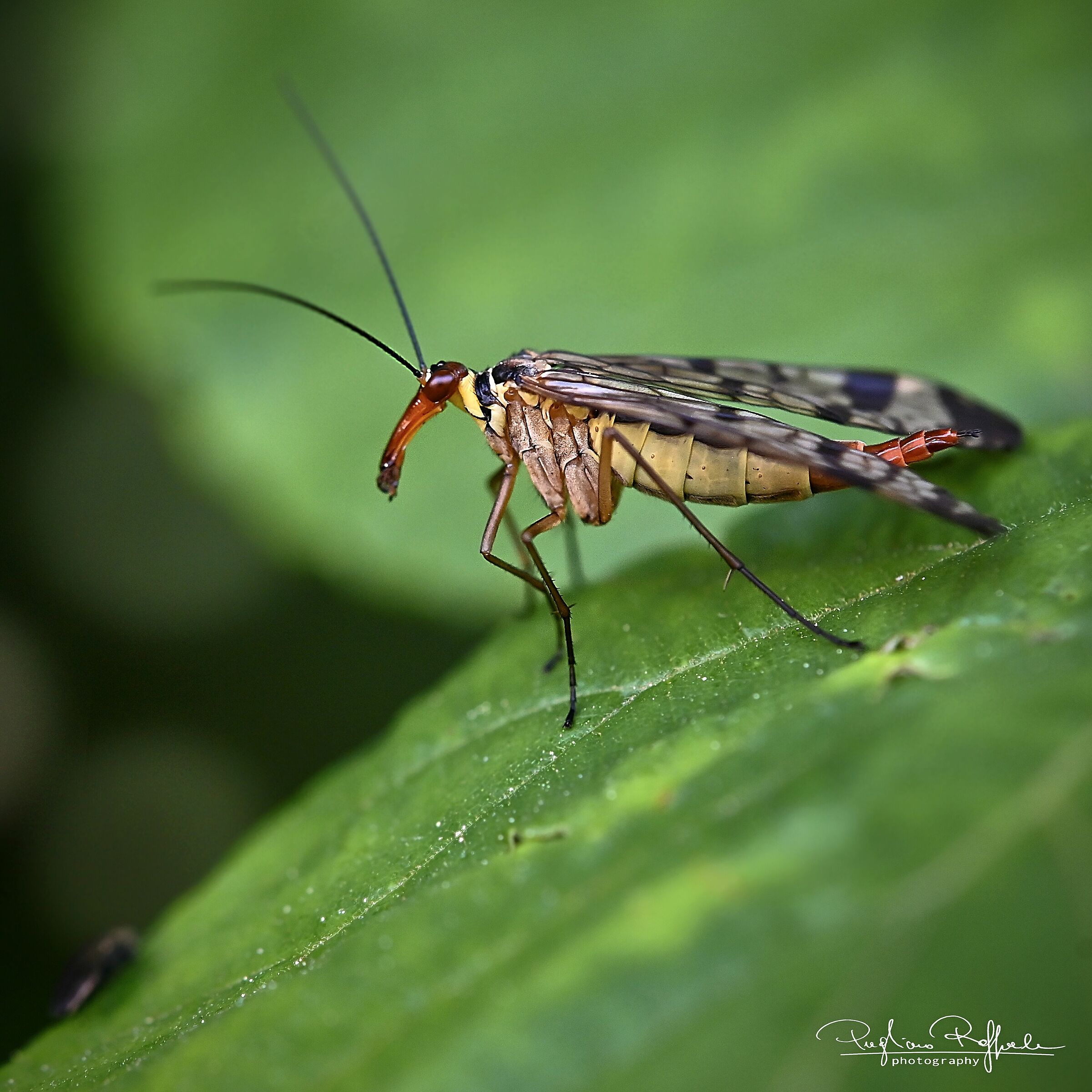 Scorpion Fly