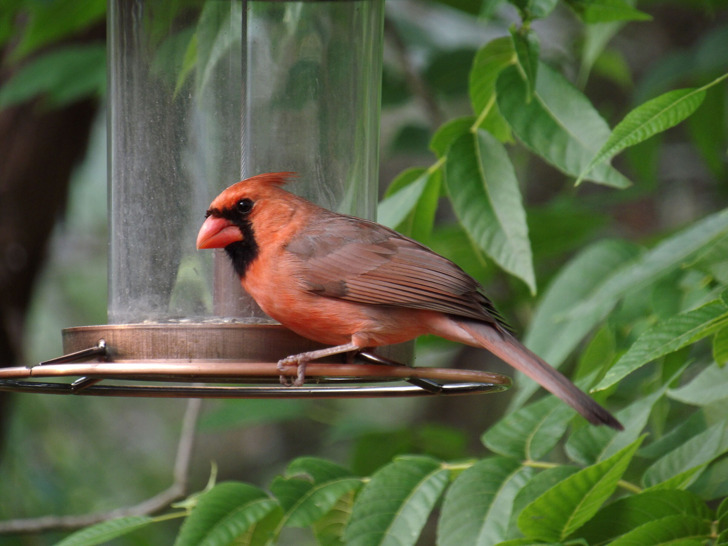 uccellini Texas liberi