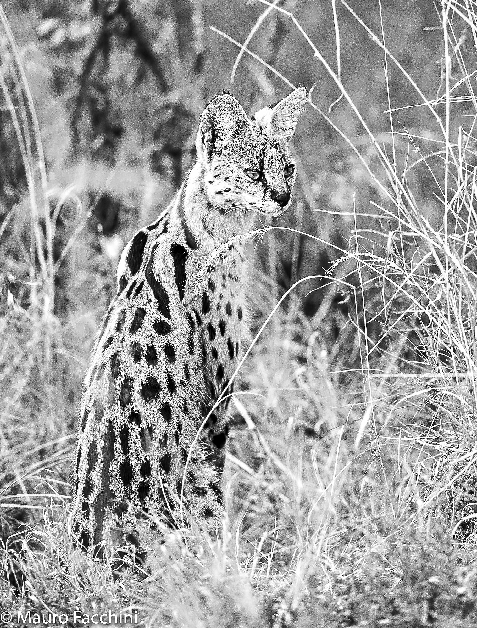 Serval mamma