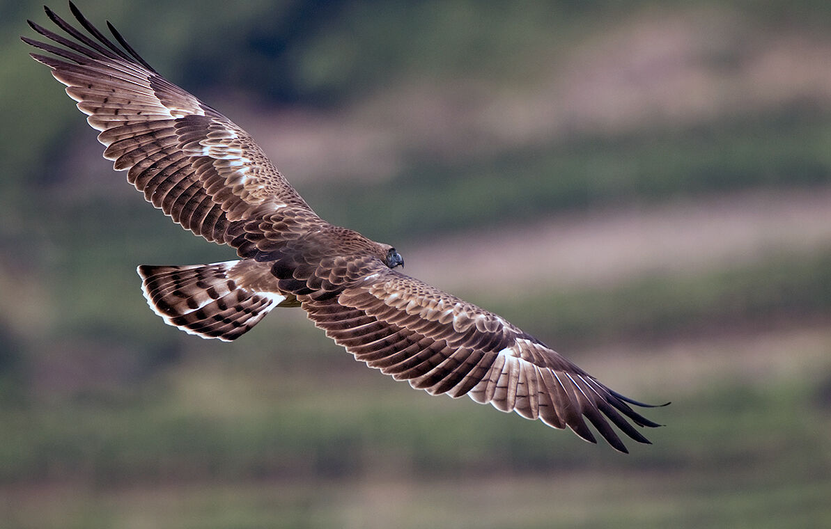 IL volo del Biancone