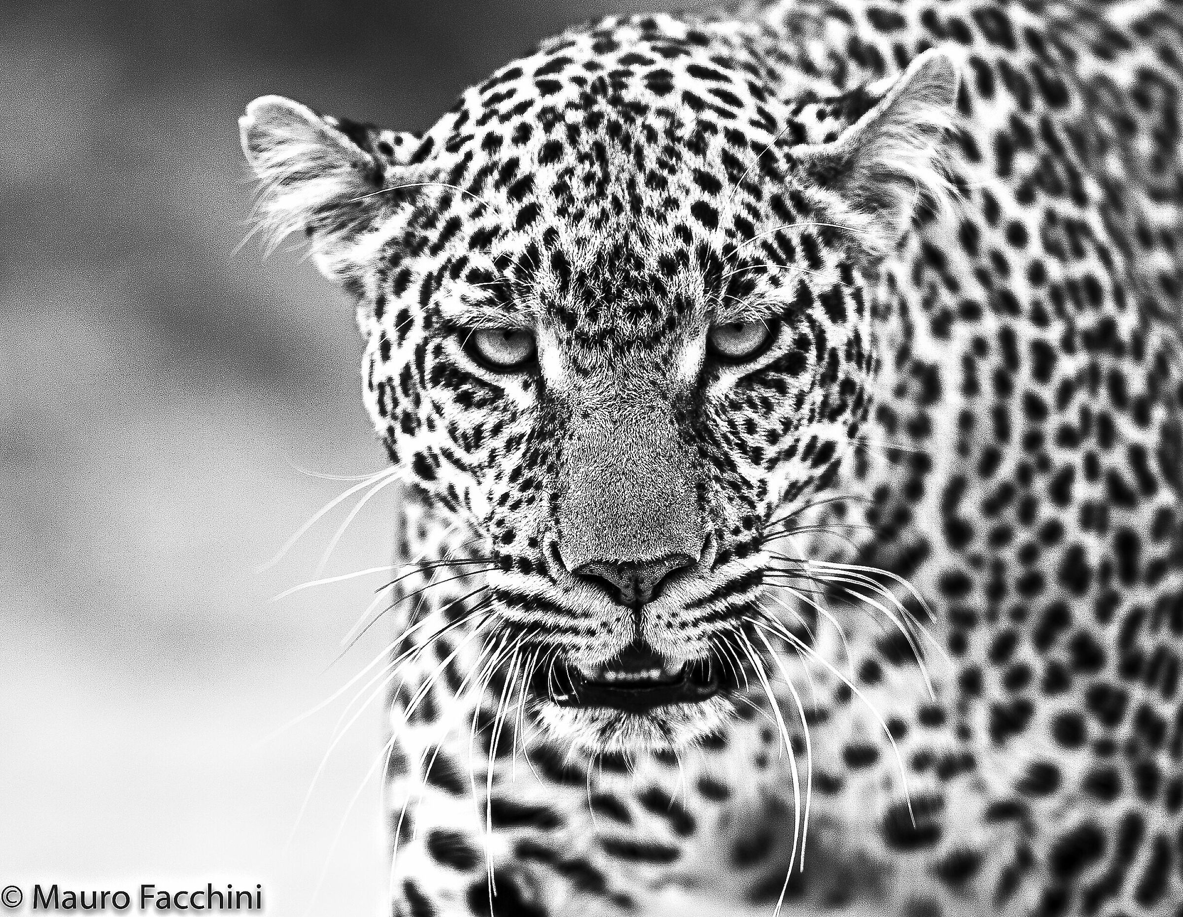 Leopardo ritratto