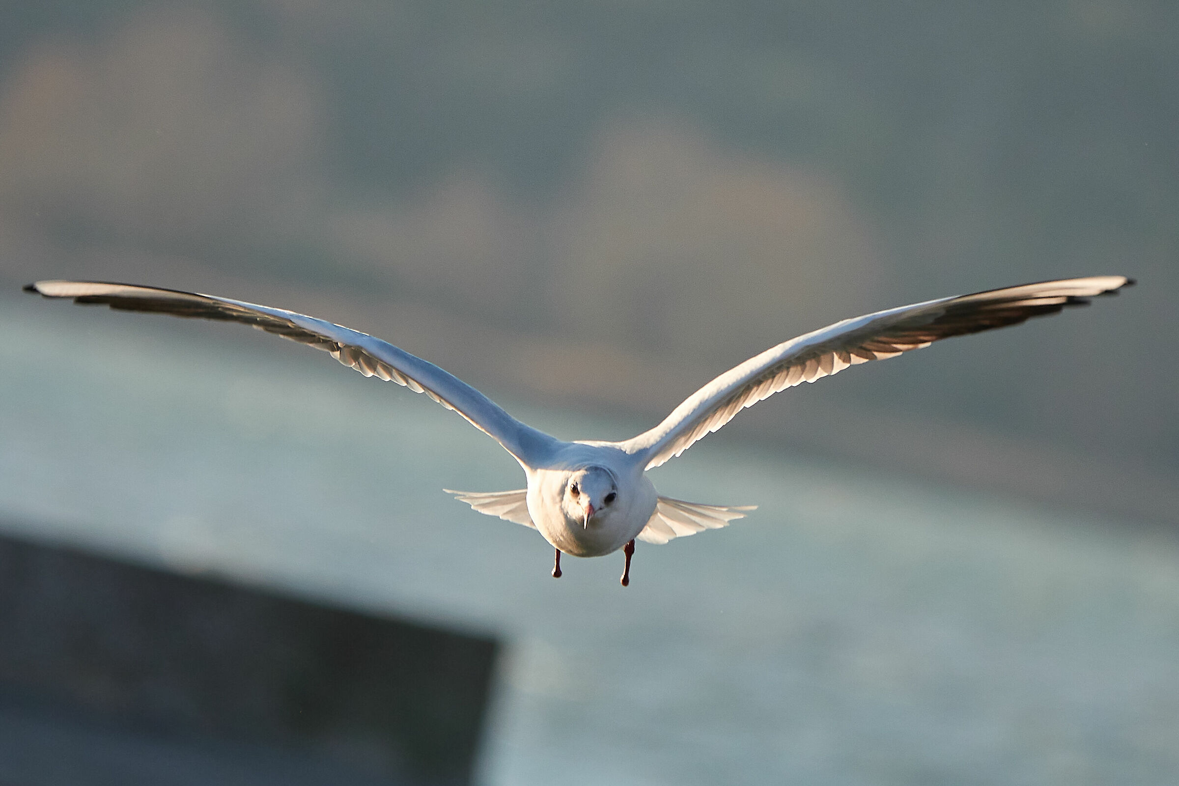 Common Seagull