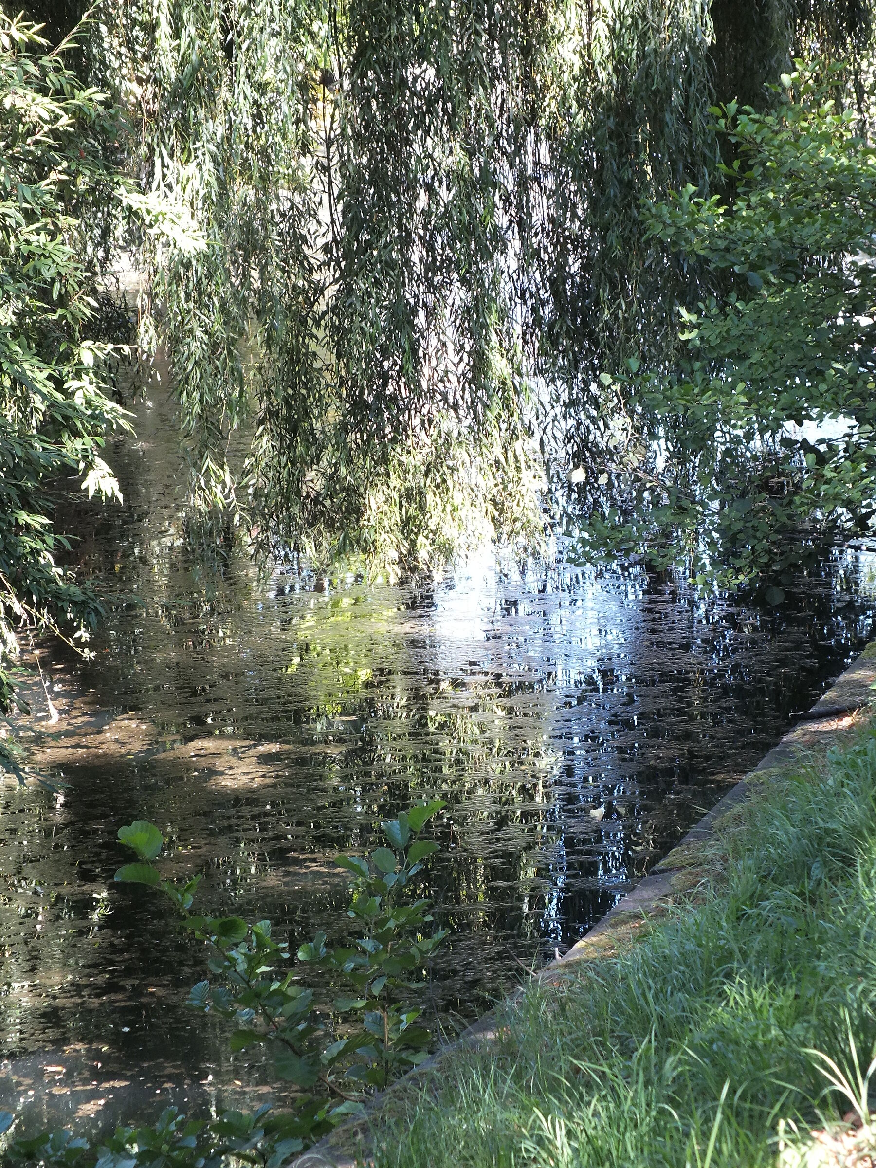 riflessi
