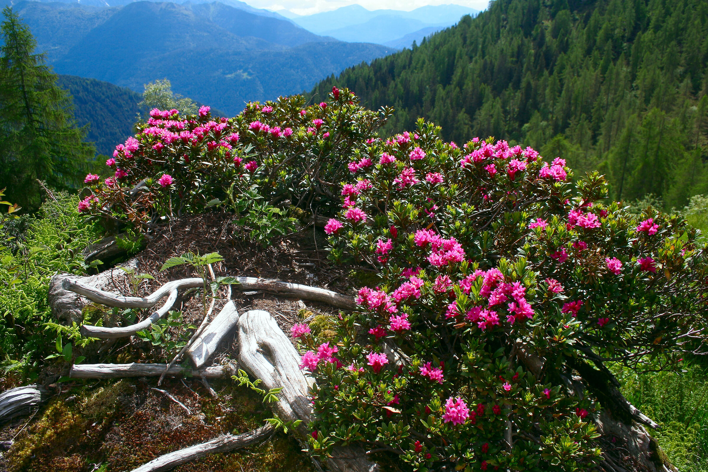 Rhododendron
