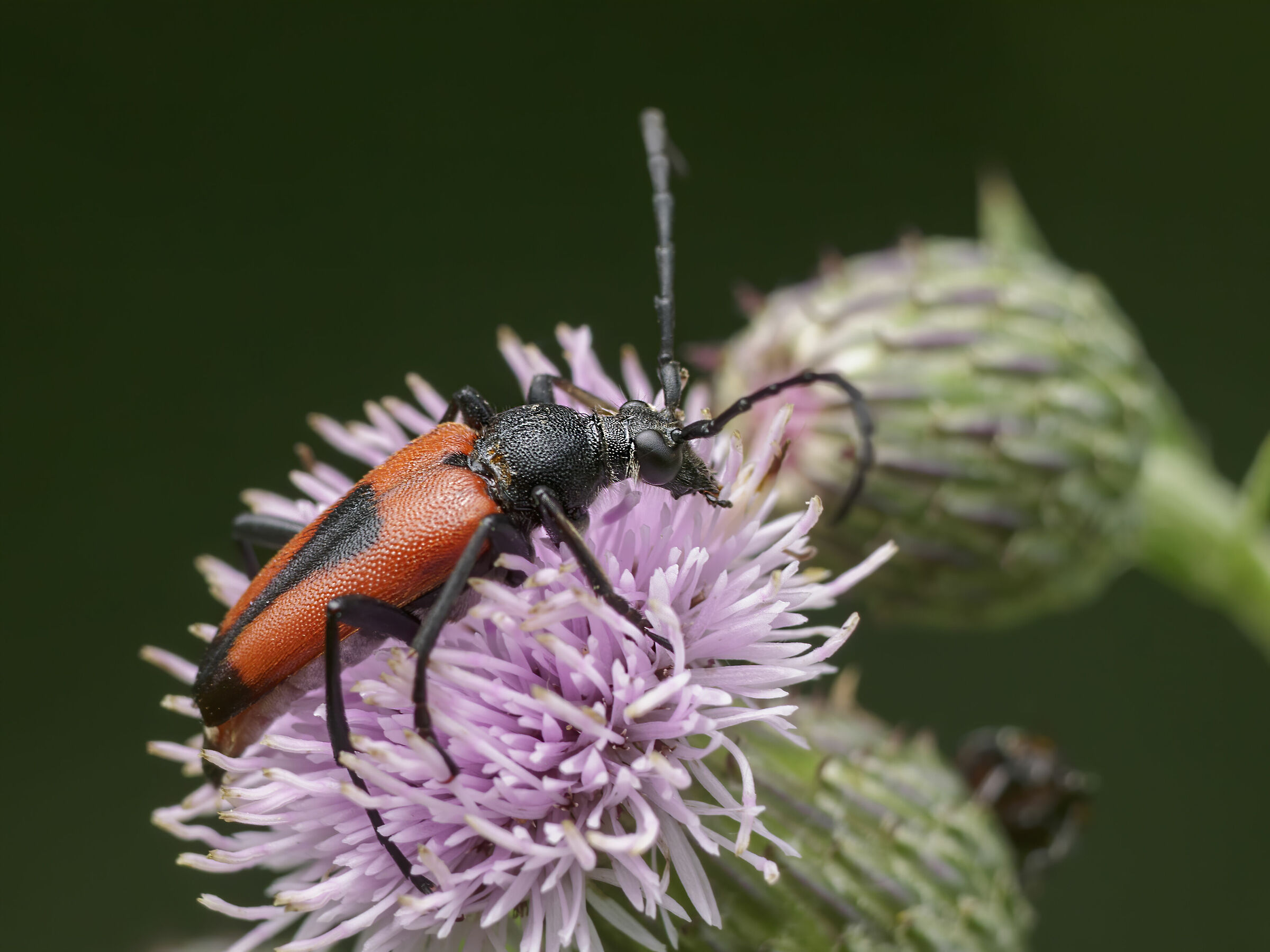 Stictoleptura Cordigera su Cardo campestre.