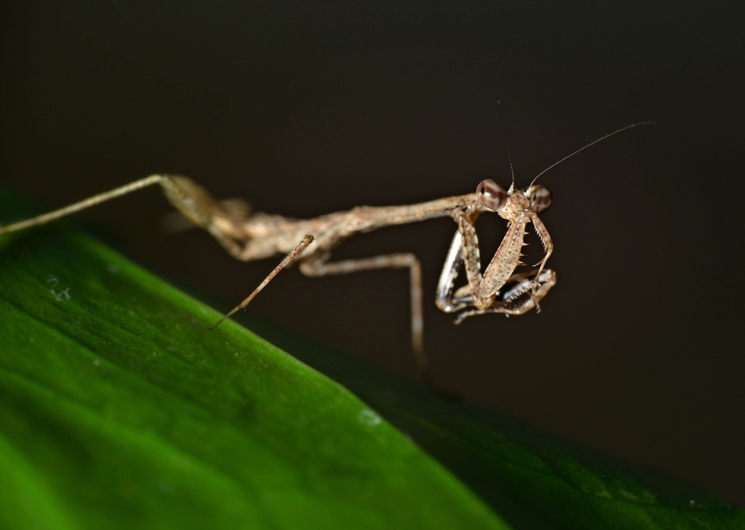 Deroplatys Lobata