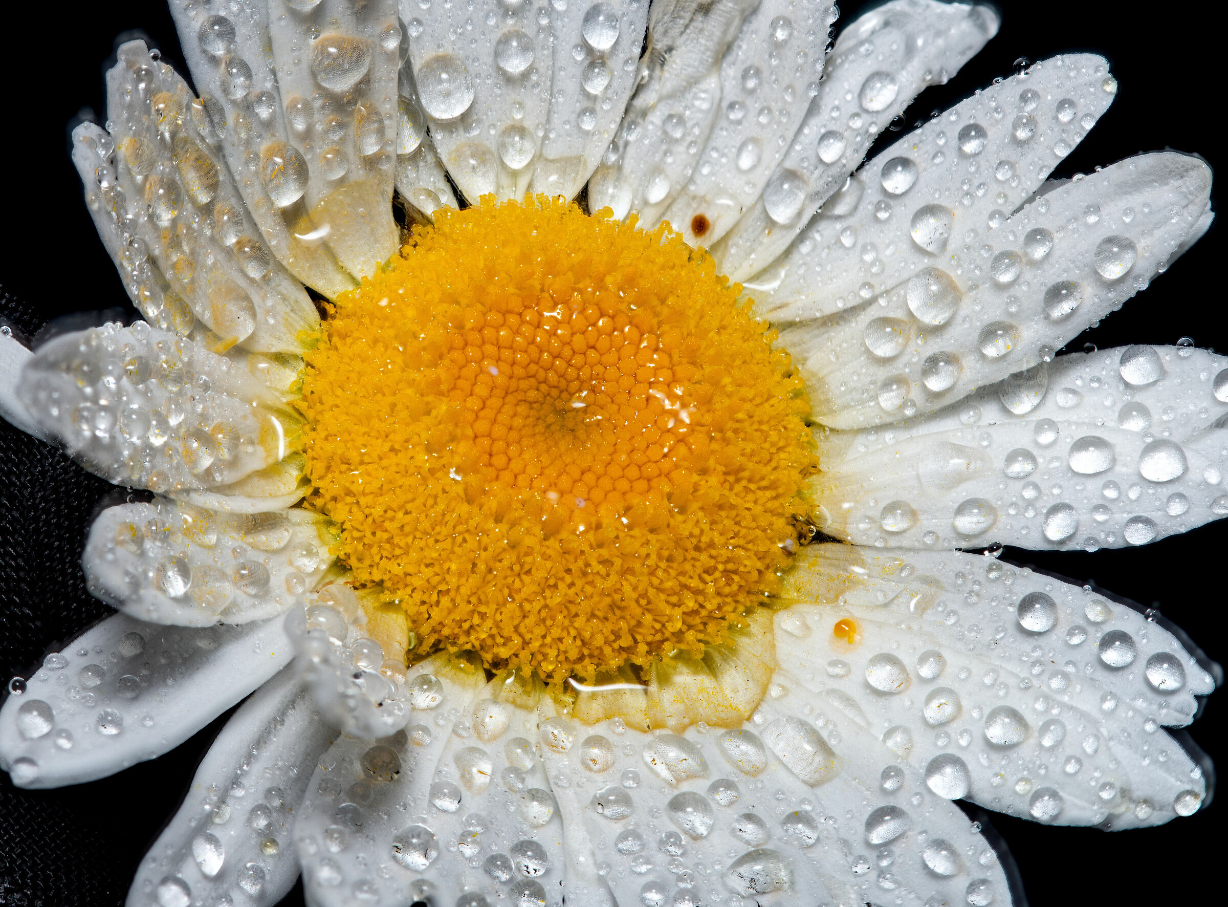 peccato....potevi darmi piu soddisfazioni