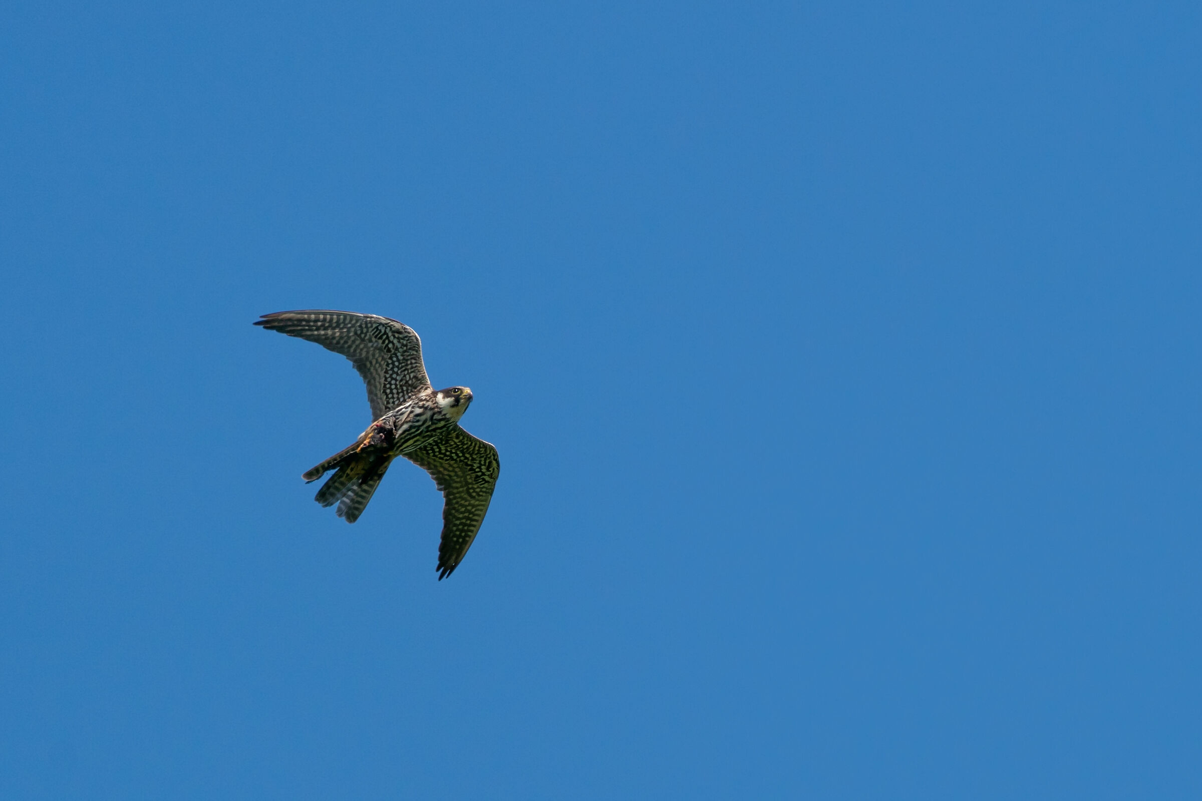 Falco Lodolaio con preda