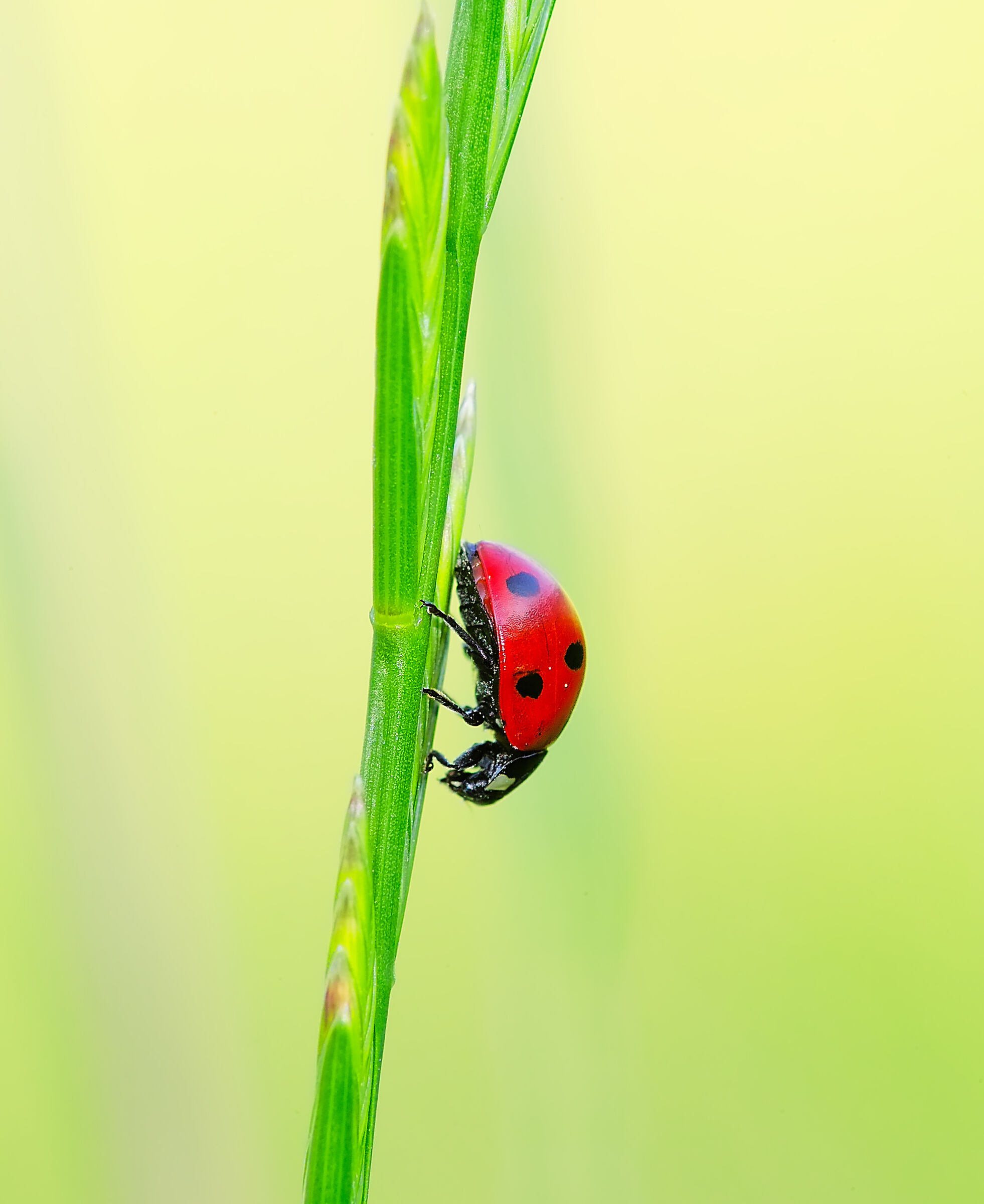 Solita Ladybug...