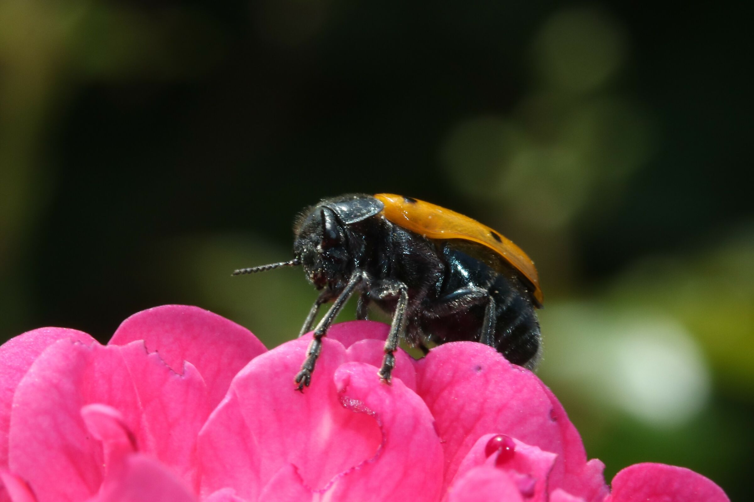 su in vetta(lacnea dai 6 punti)