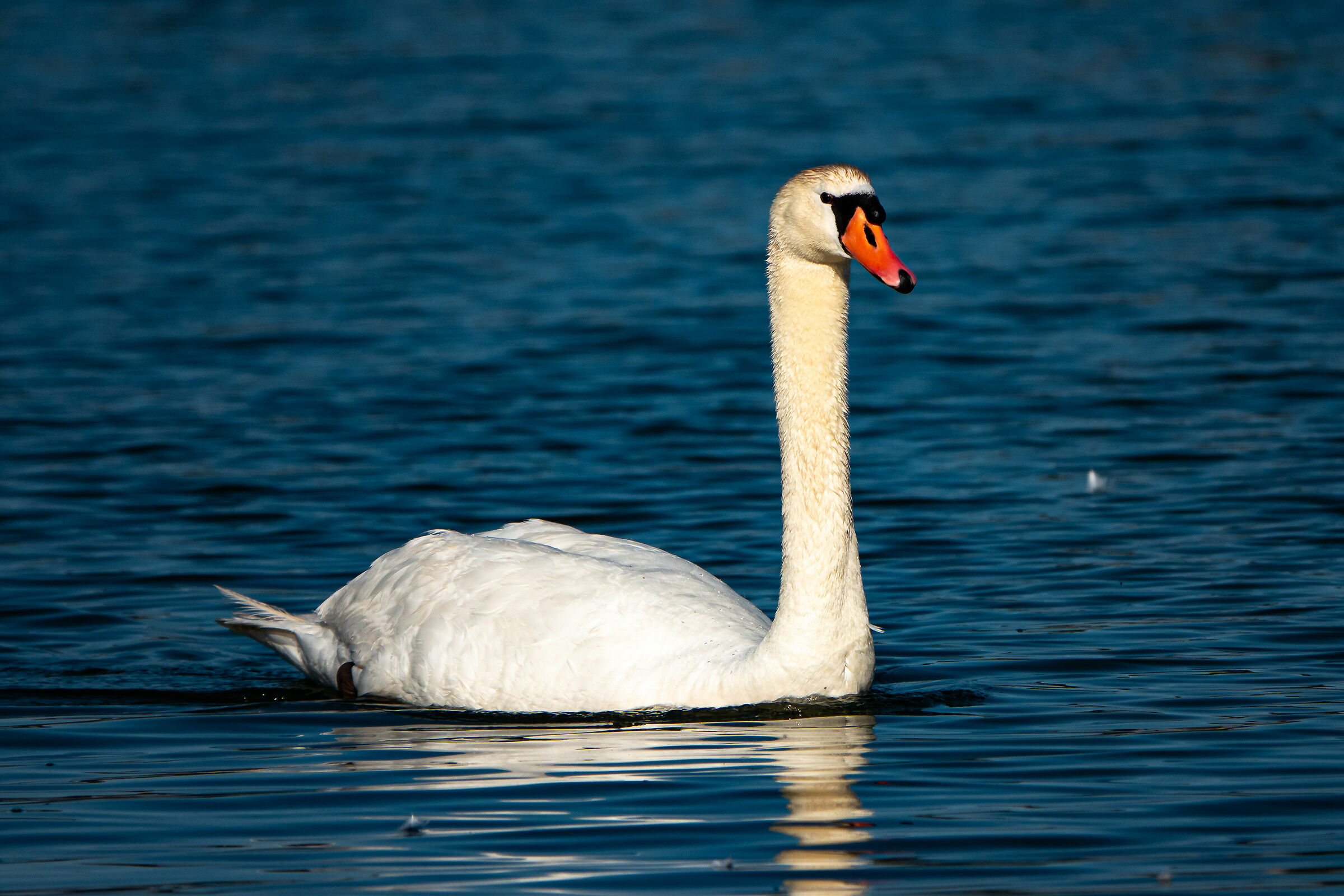 Royal swan
