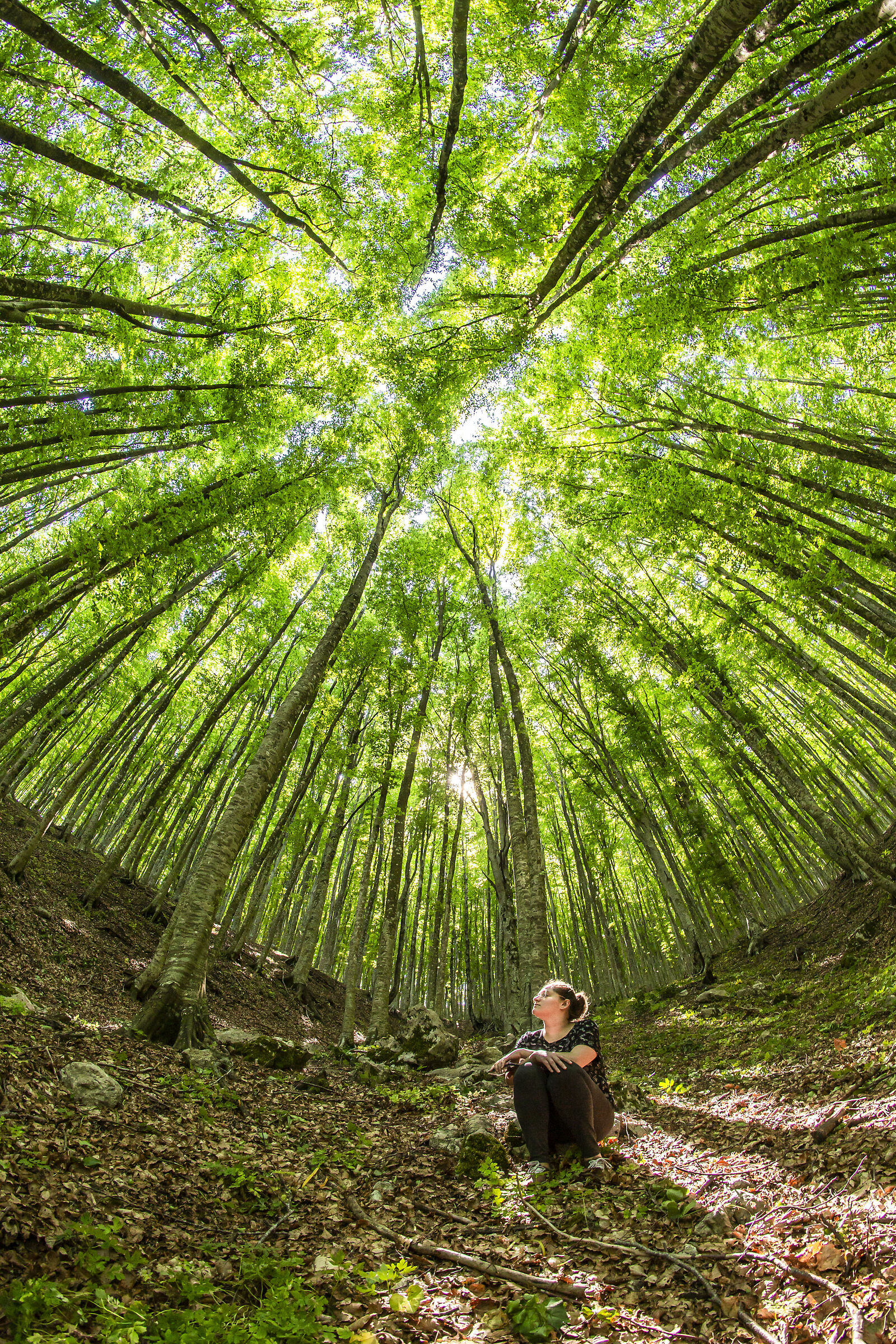 green  cathedral