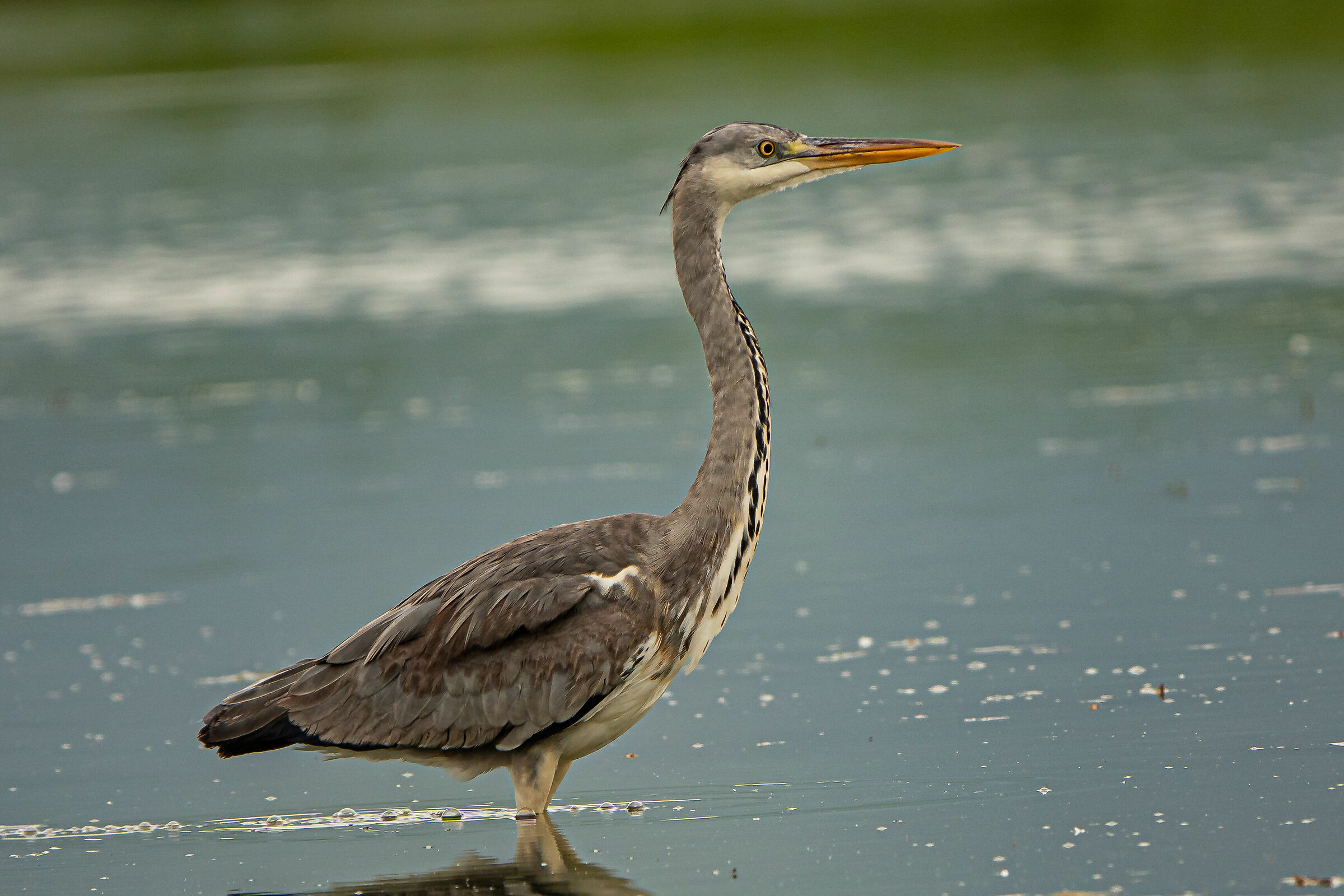 Ash heron